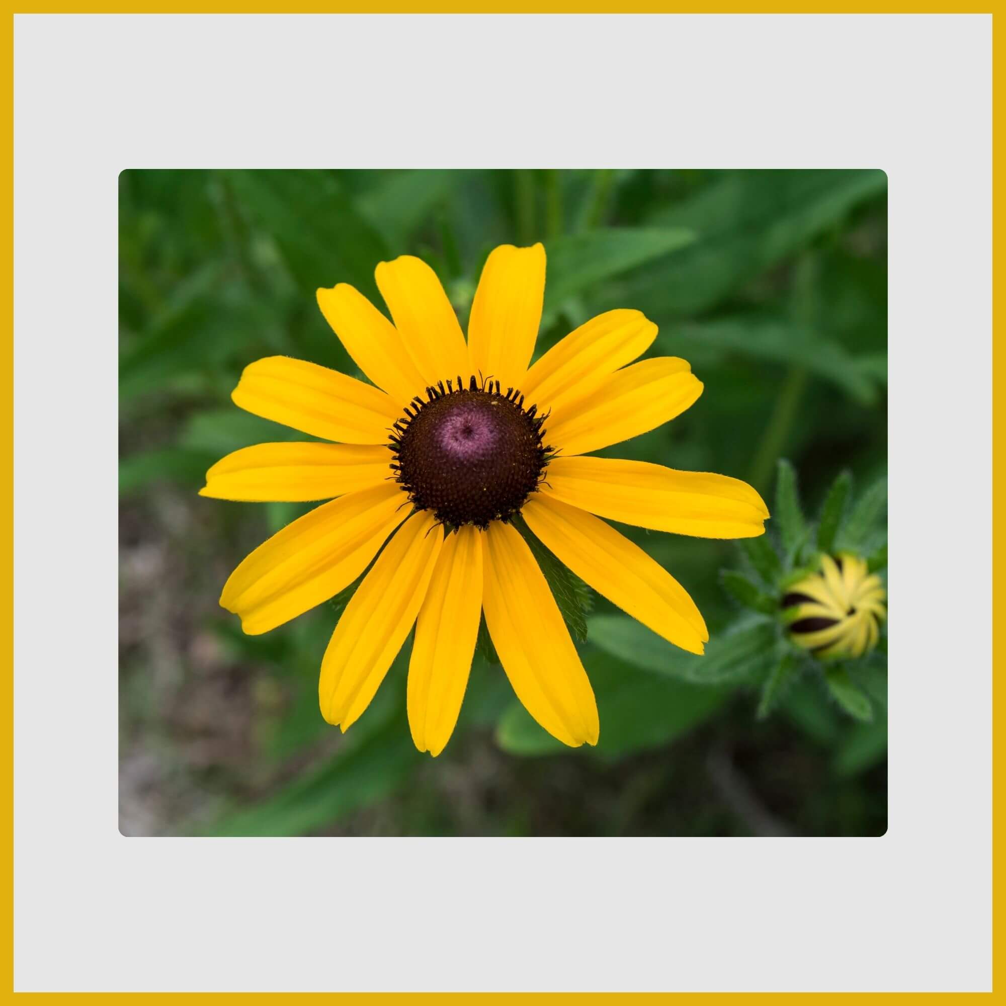 Golden-yellow Black-Eyed Susan wildflower with a dark, central dome