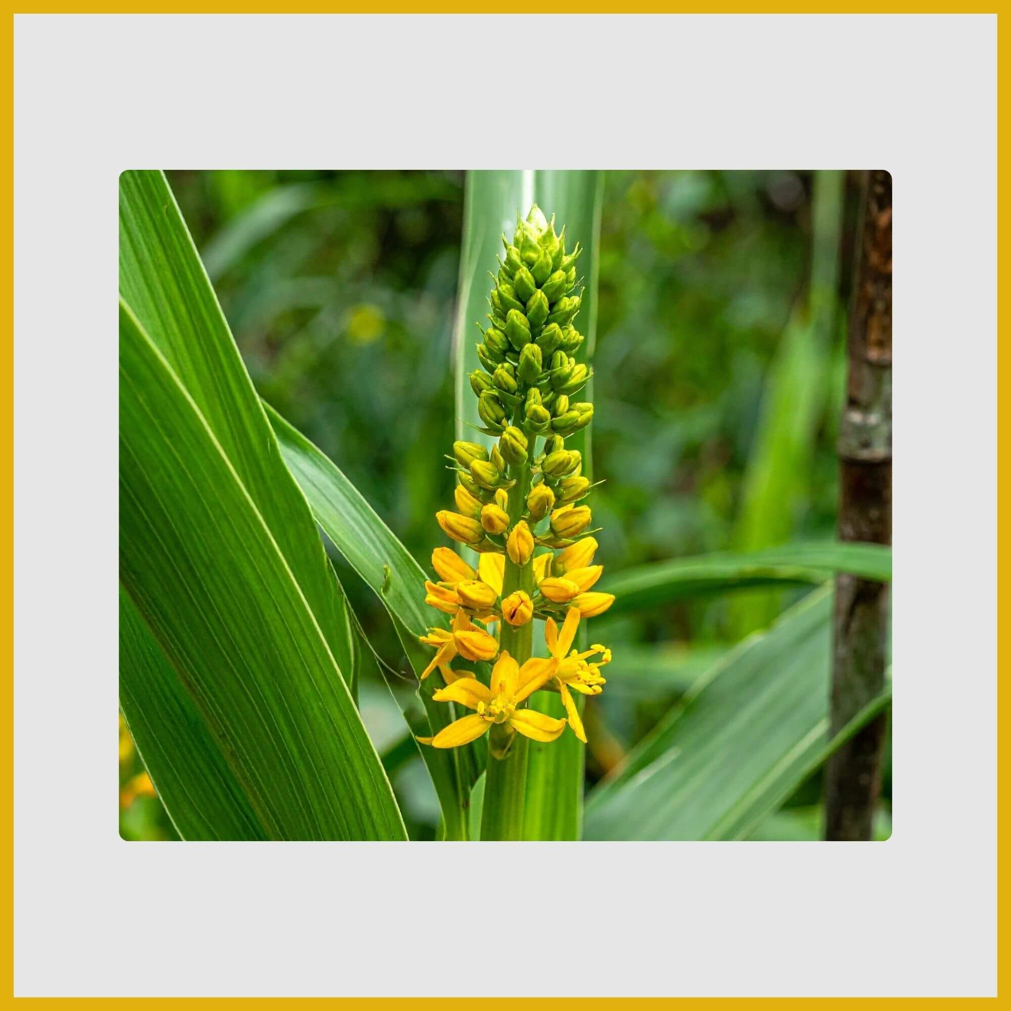 Succulent Bulbine plant with spikes of star-shaped yellow flowers for dry gardens