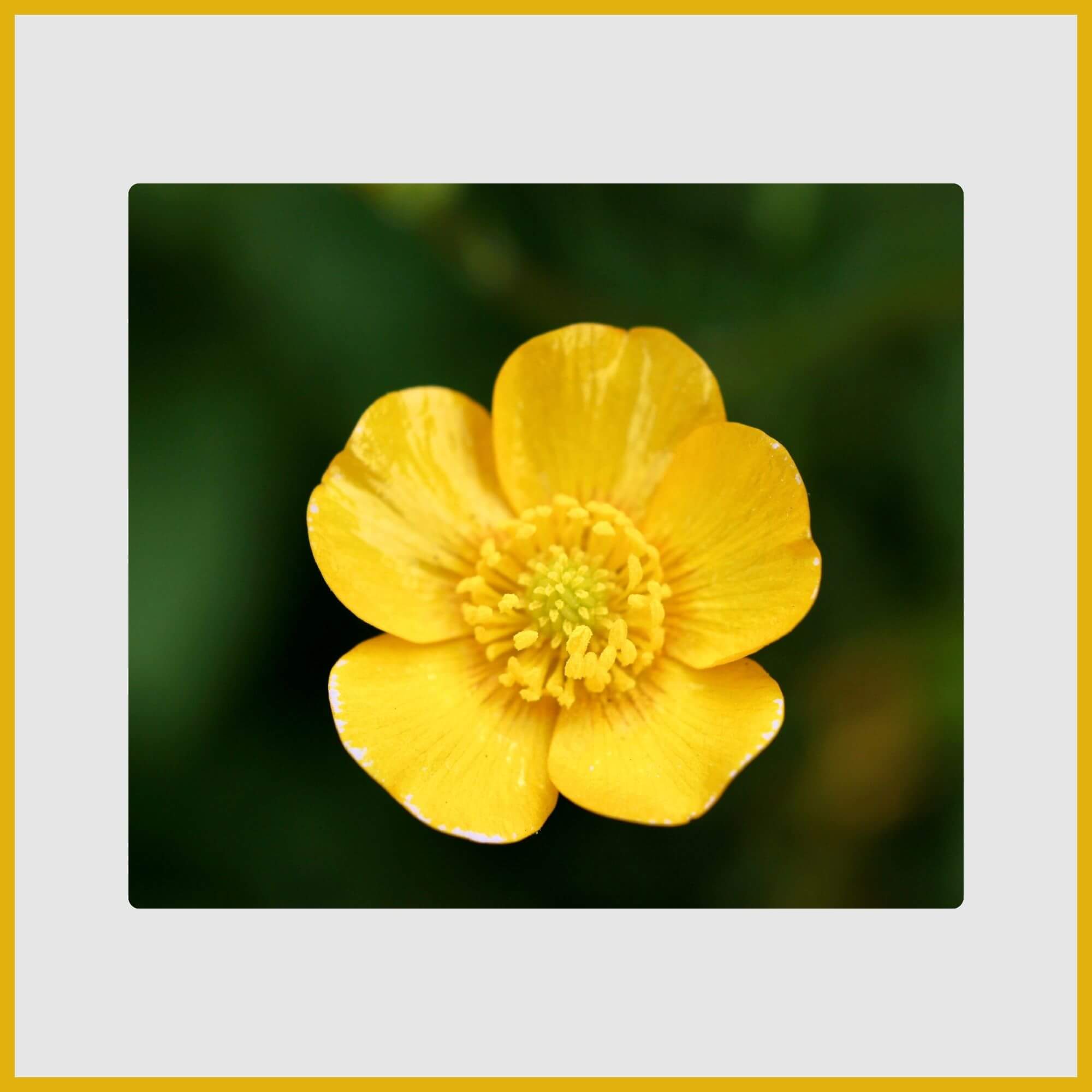 Small, glossy bright yellow Buttercup wildflower in a grassy lawn