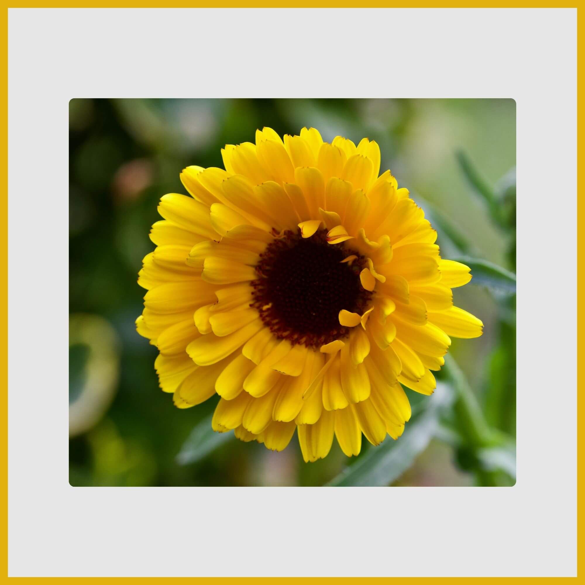 Yellow Calendula (pot marigold) flower with edible, slightly peppery petals