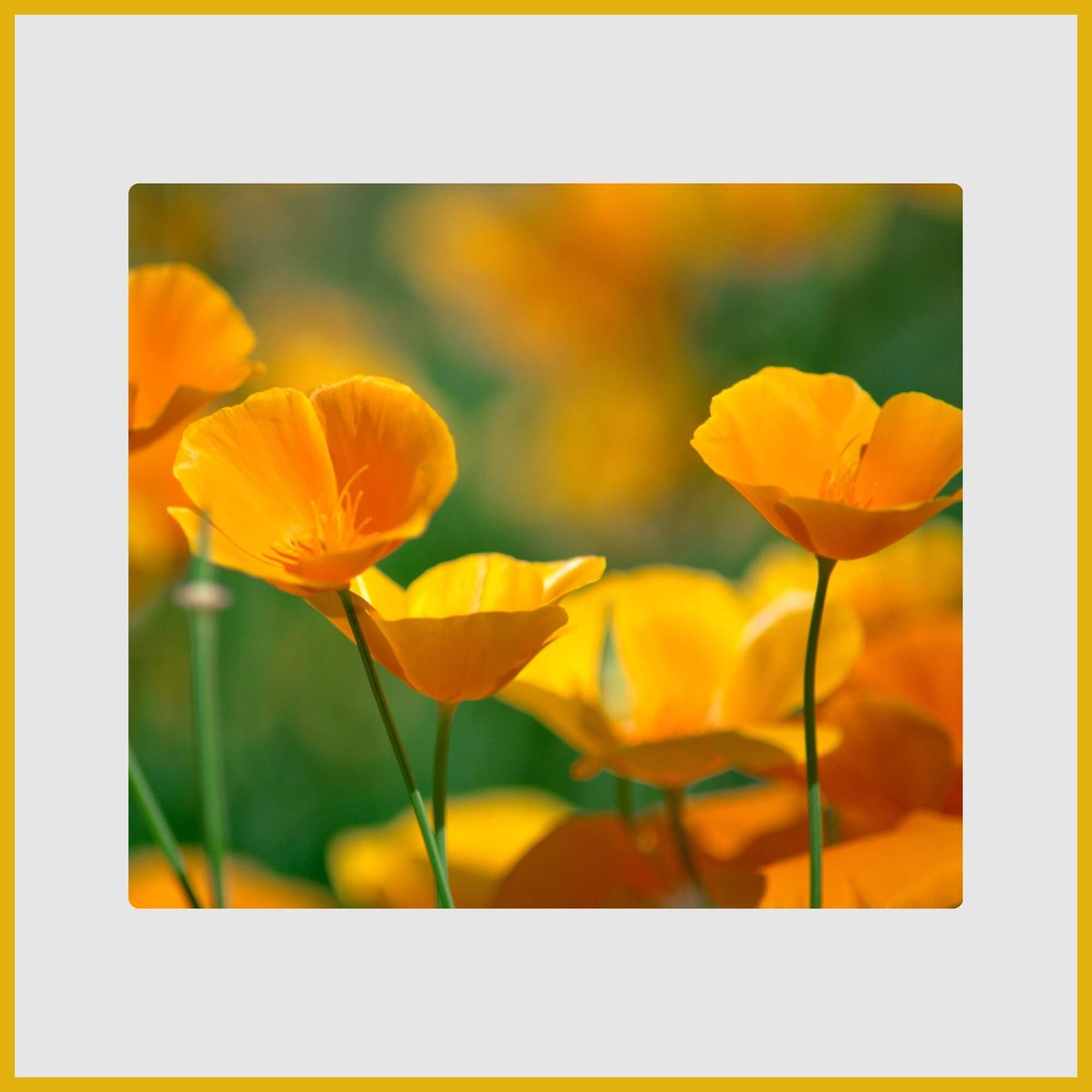 Cluster of silky, cup-shaped golden-yellow California poppy flowers