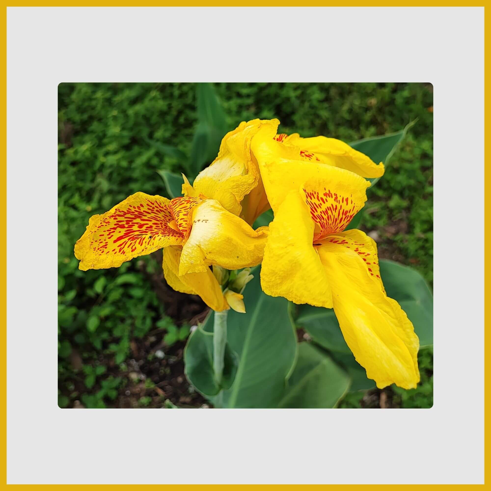 Tropical Canna Lily with a dramatic spike of yellow flowers and large green leaves