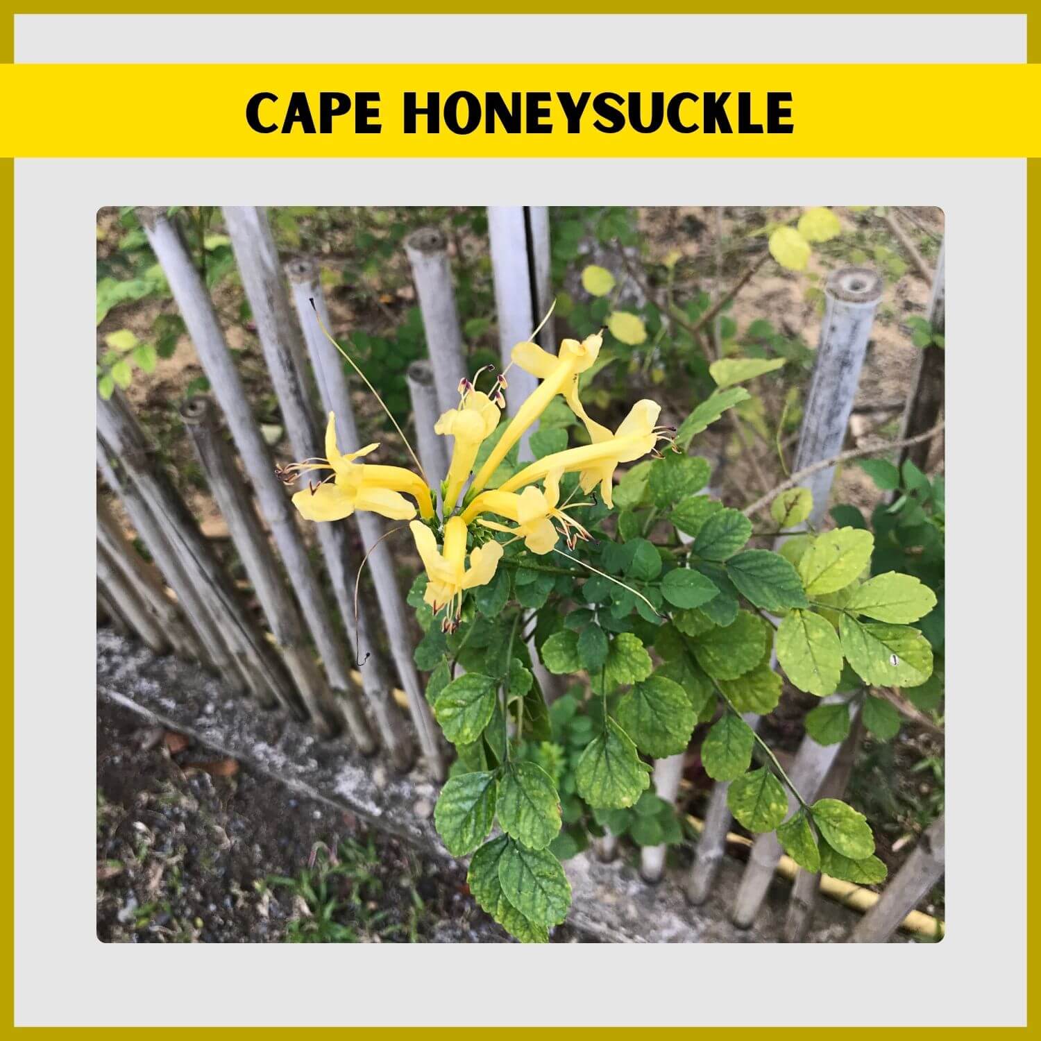 A Yellow Cape Honeysuckle attracting hummingbirds with its golden-yellow flowers