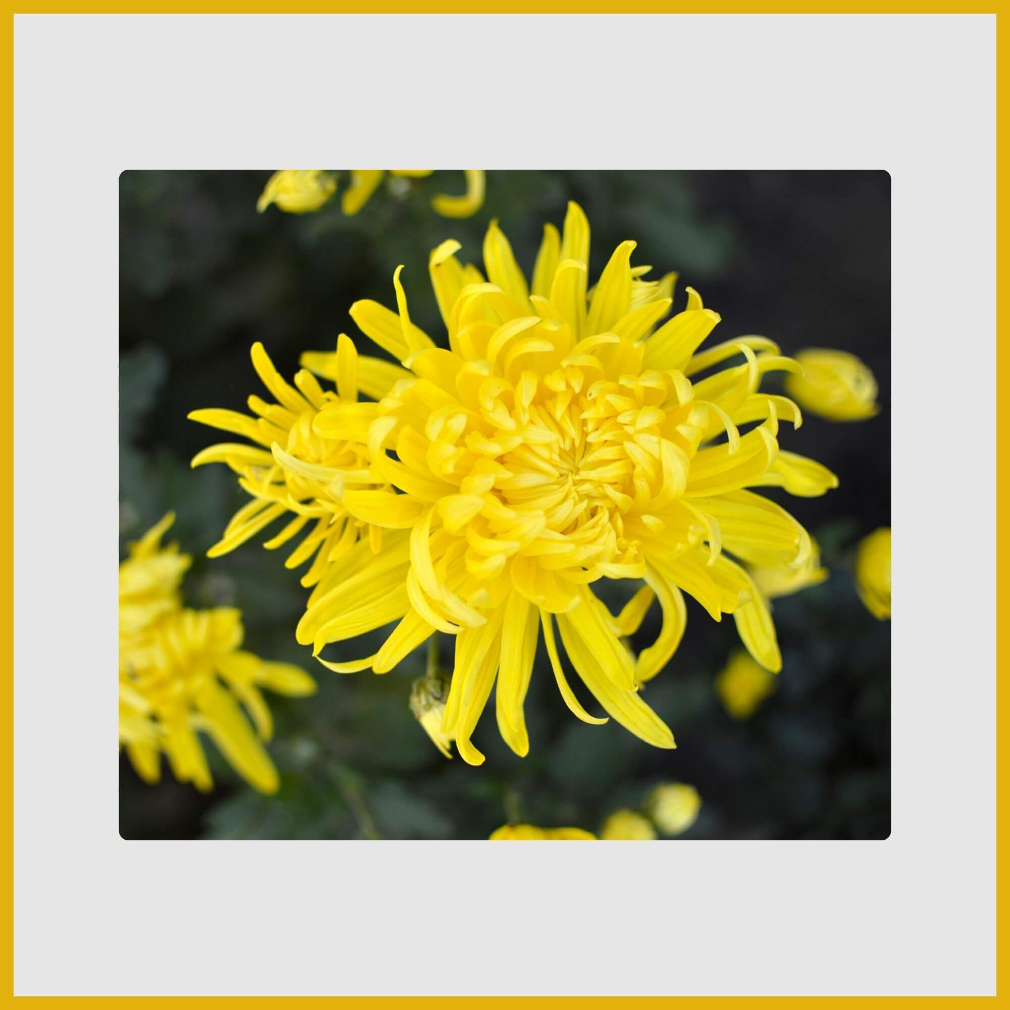 Dense cushion mound of vibrant yellow Chrysanthemum (Mum) flowers in fall