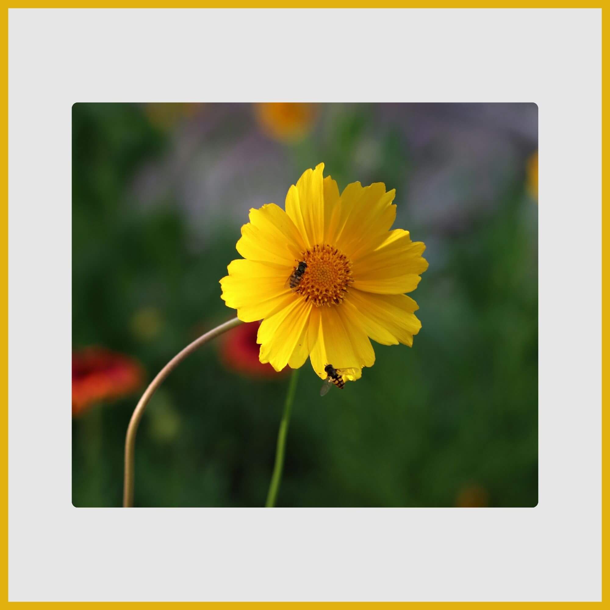 yellow Coreopsis (tickseed) flower in a garden
