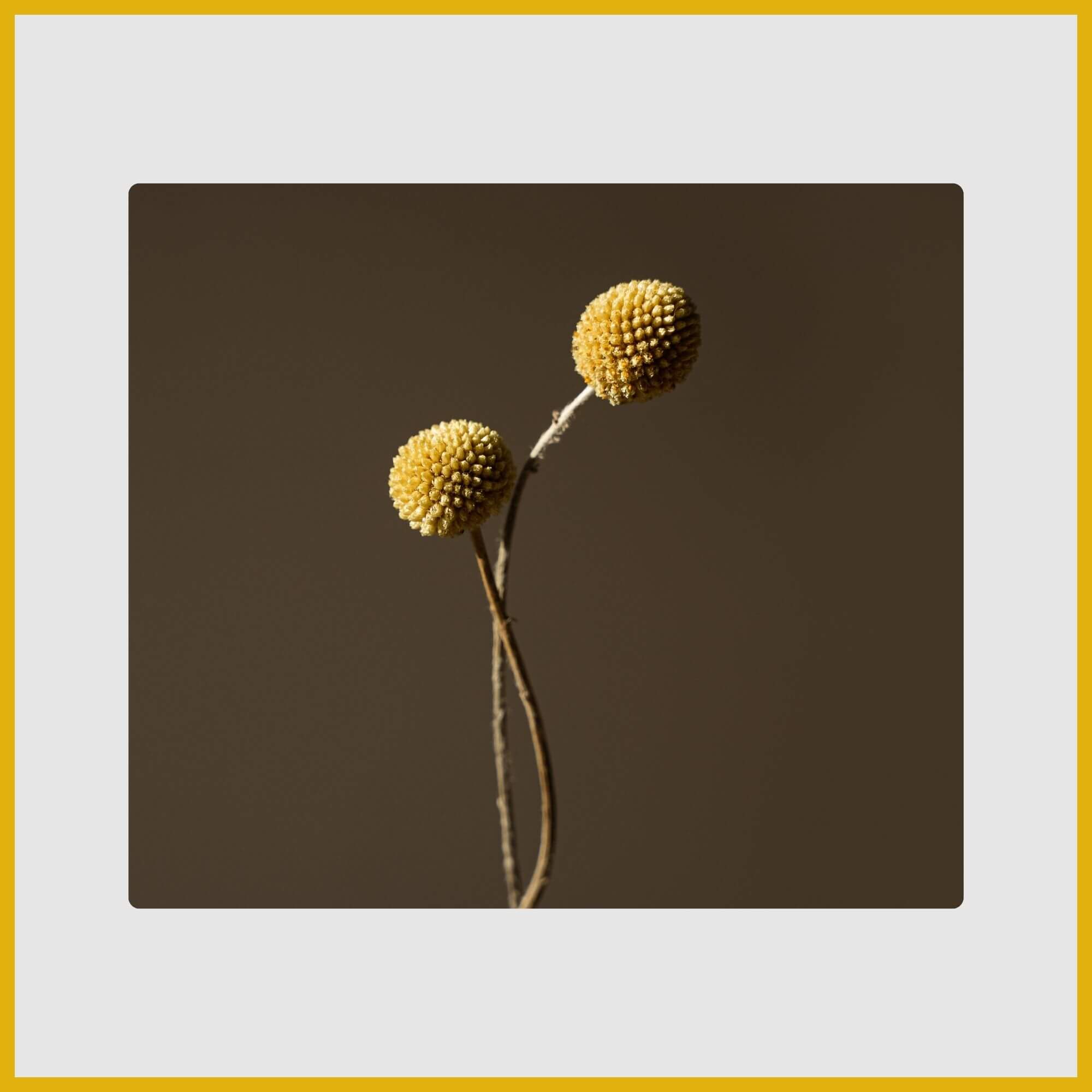 Perfect, spherical bright yellow Craspedia (Billy Buttons) on a long stem
