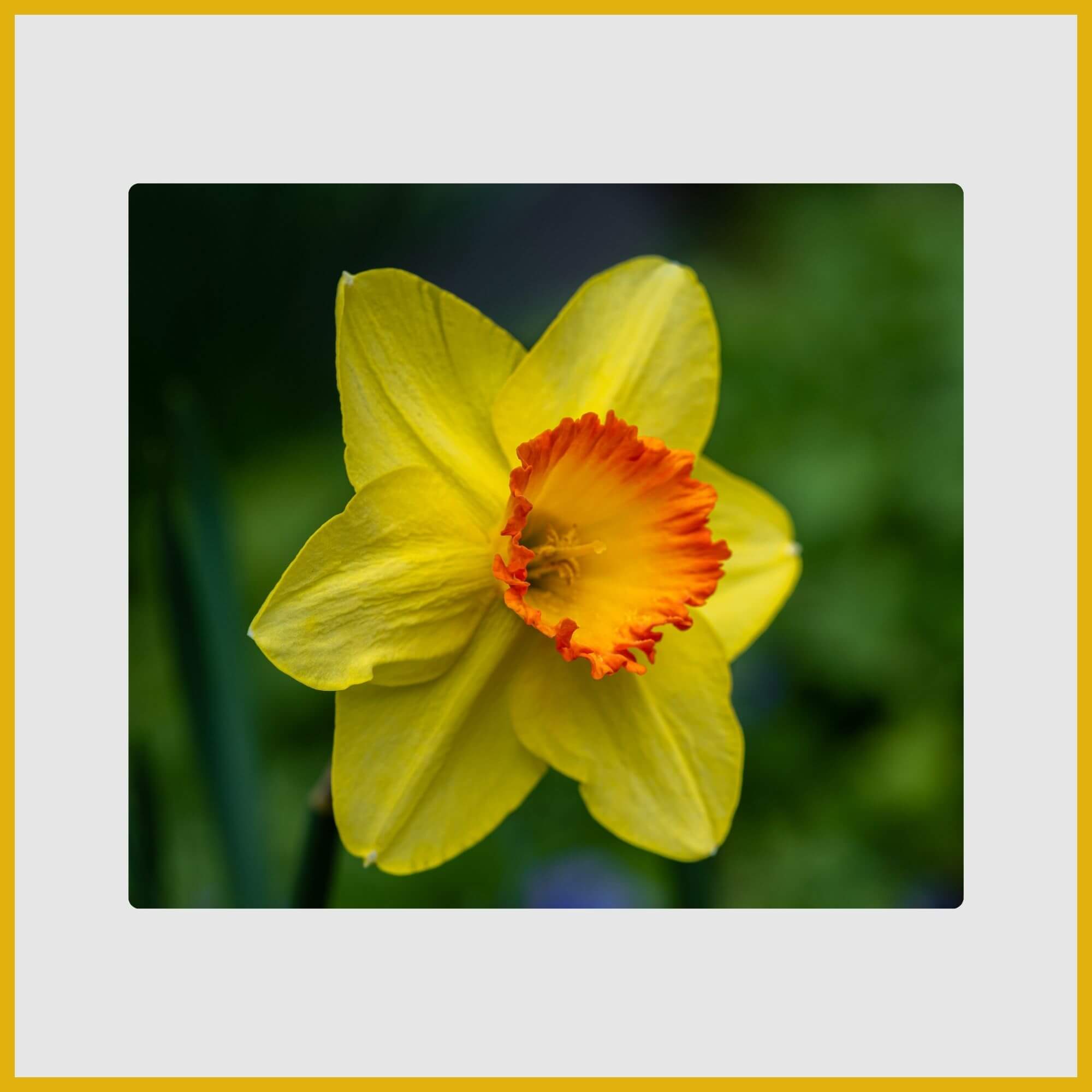 classic yellow daffodil with trumpet-shaped coronas blooming in spring