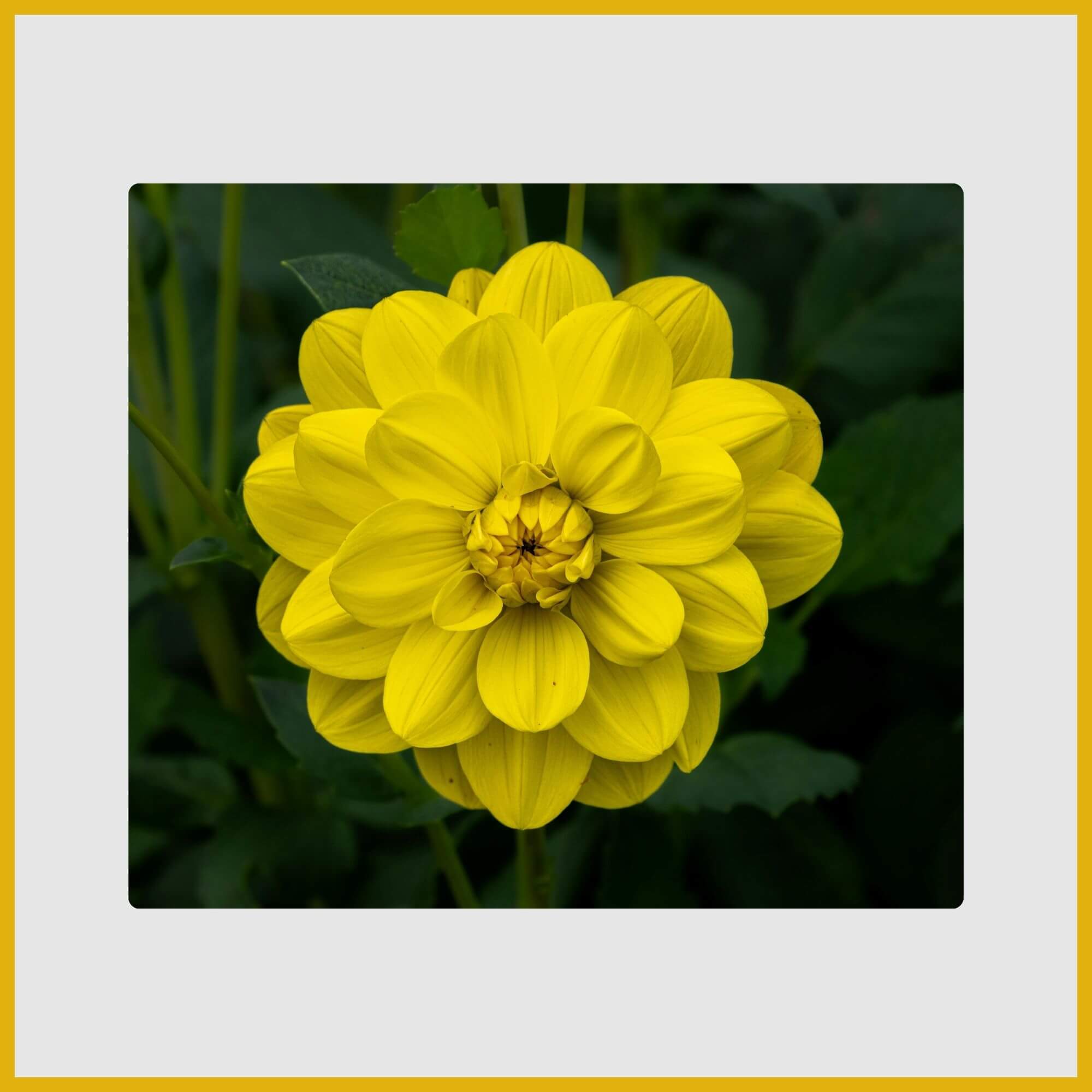 Giant "dinnerplate" yellow Dahlia bloom with layered petals in autumn