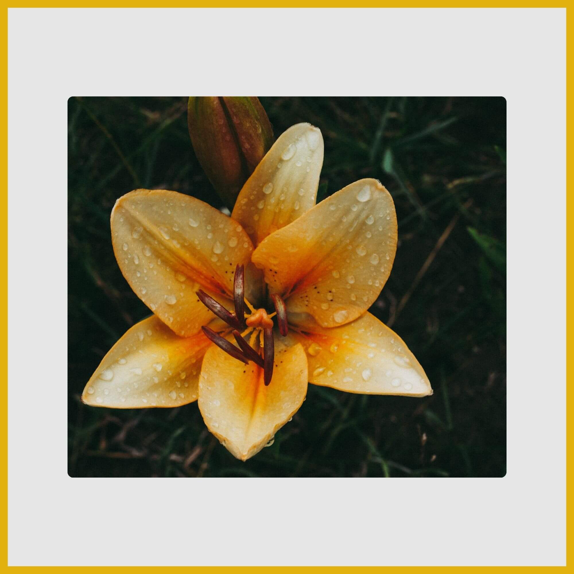 Lemon-yellow Daylily (Hemerocallis) with large, fragrant, trumpet-shaped bloom