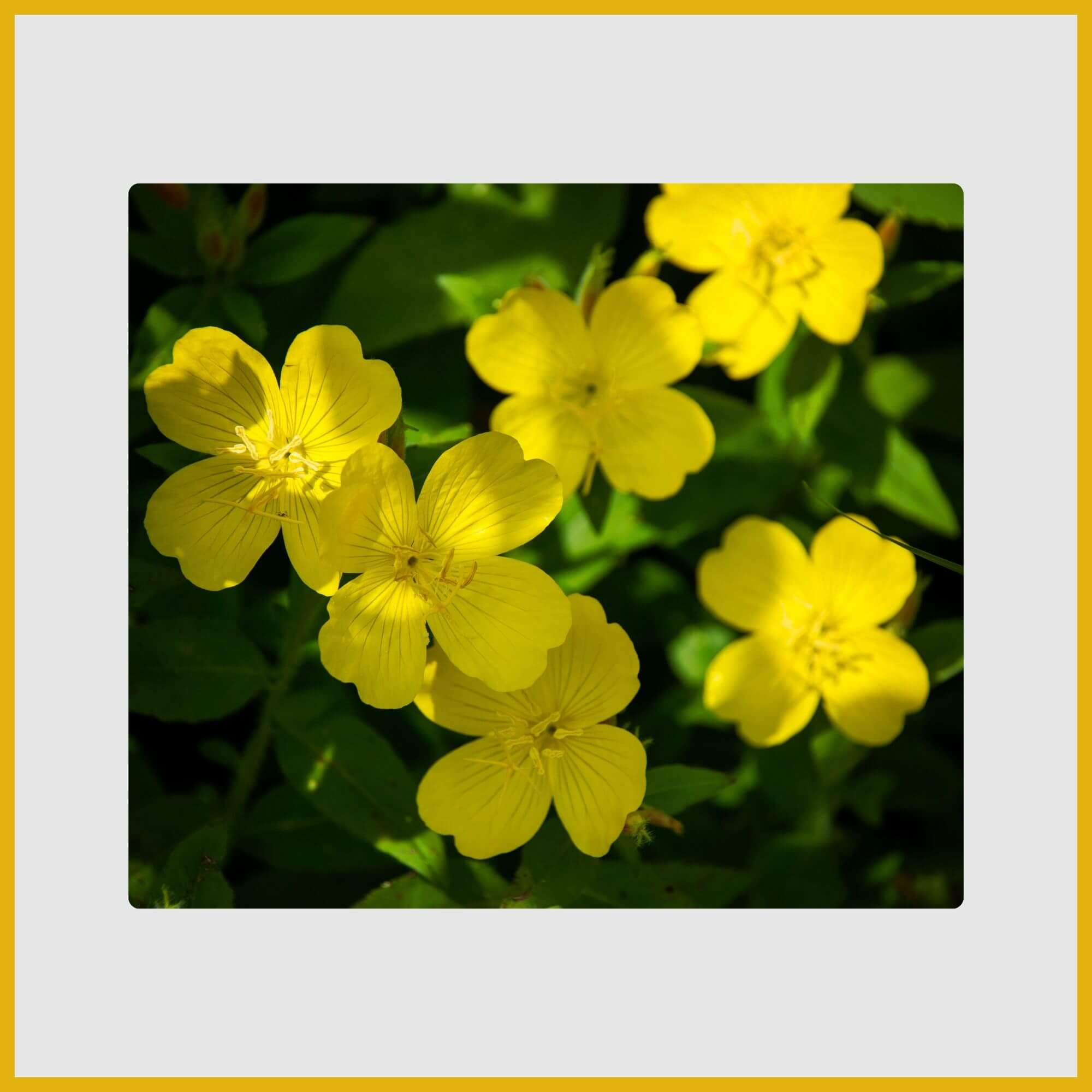 Cluster of large, fragrant cup-shaped yellow Evening Primrose flowers opening at dusk