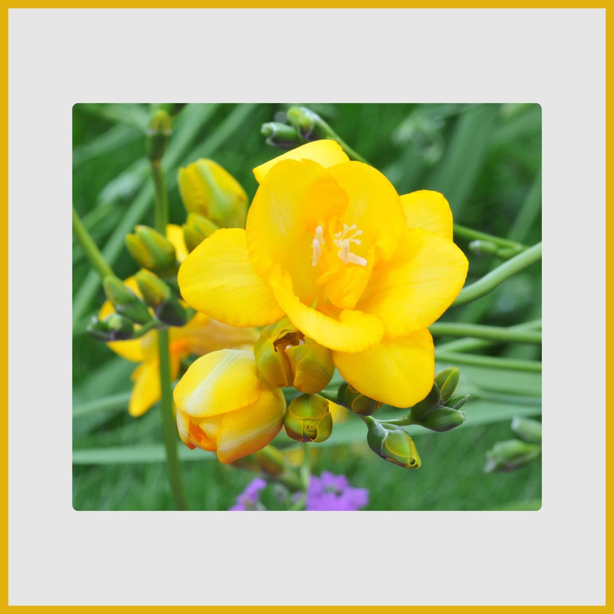 Slender stalk of tubular, intensely fragrant yellow Freesia flower