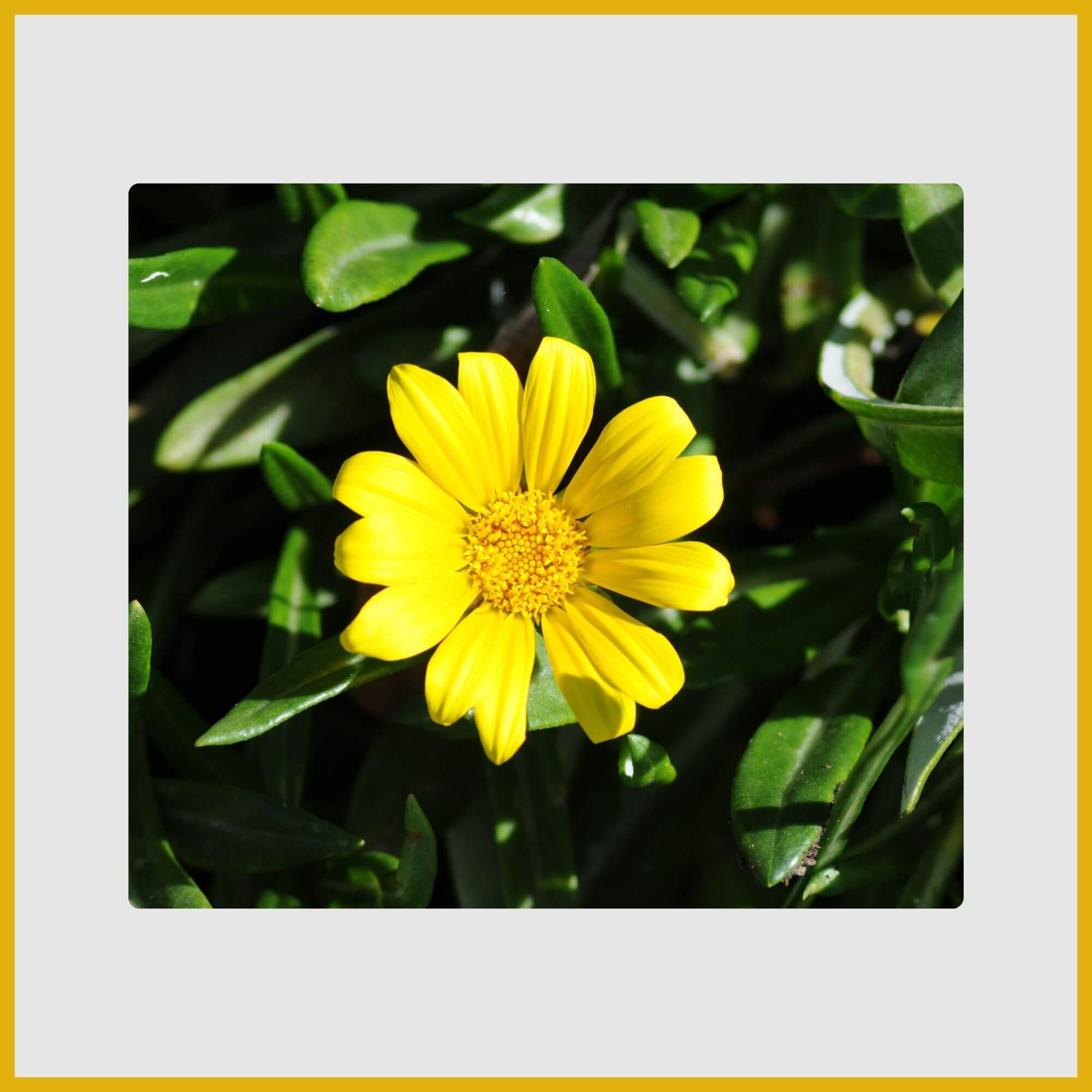 yellow Gazania (treasure flower) with striking central patterns