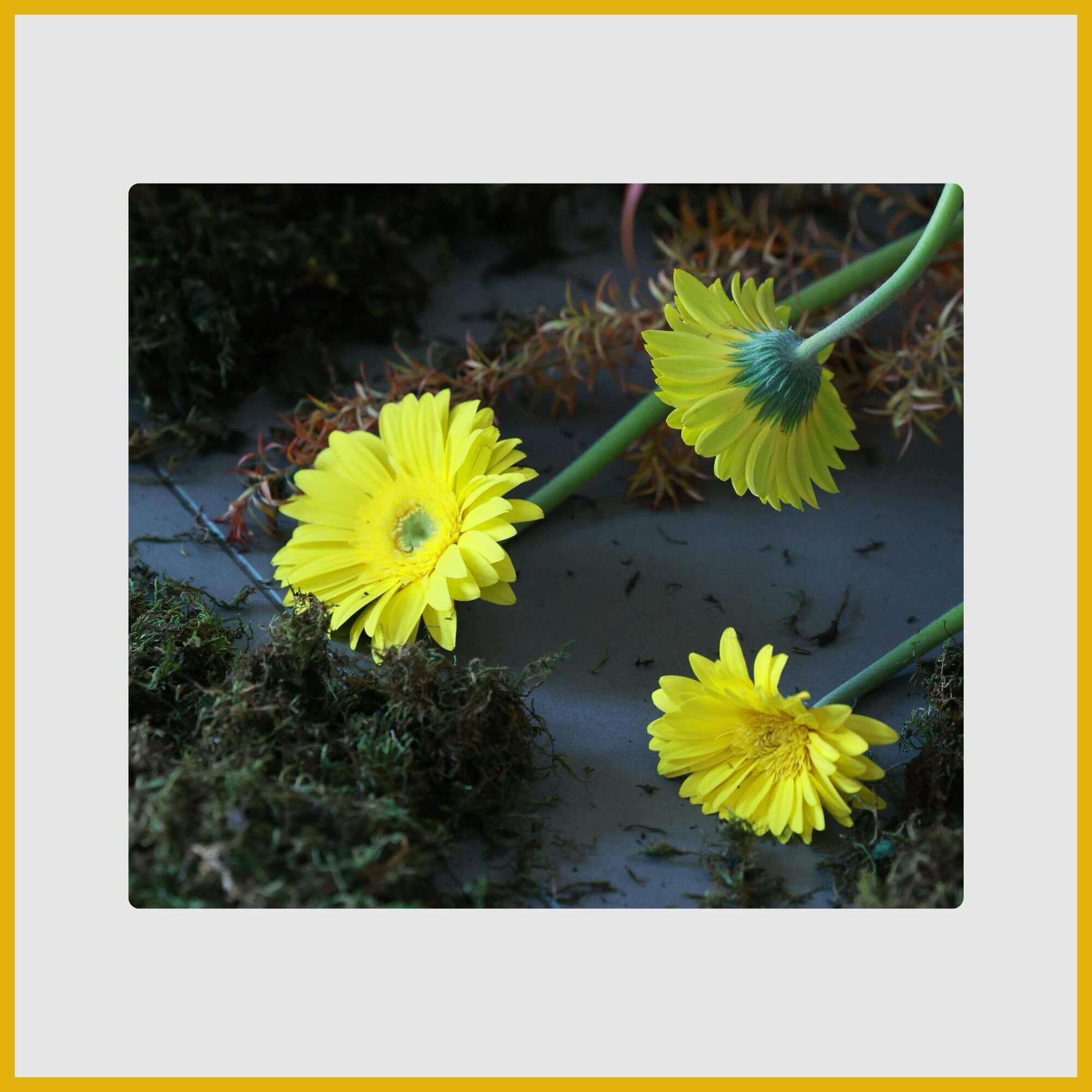 Yellow Gerbera daisy flowers