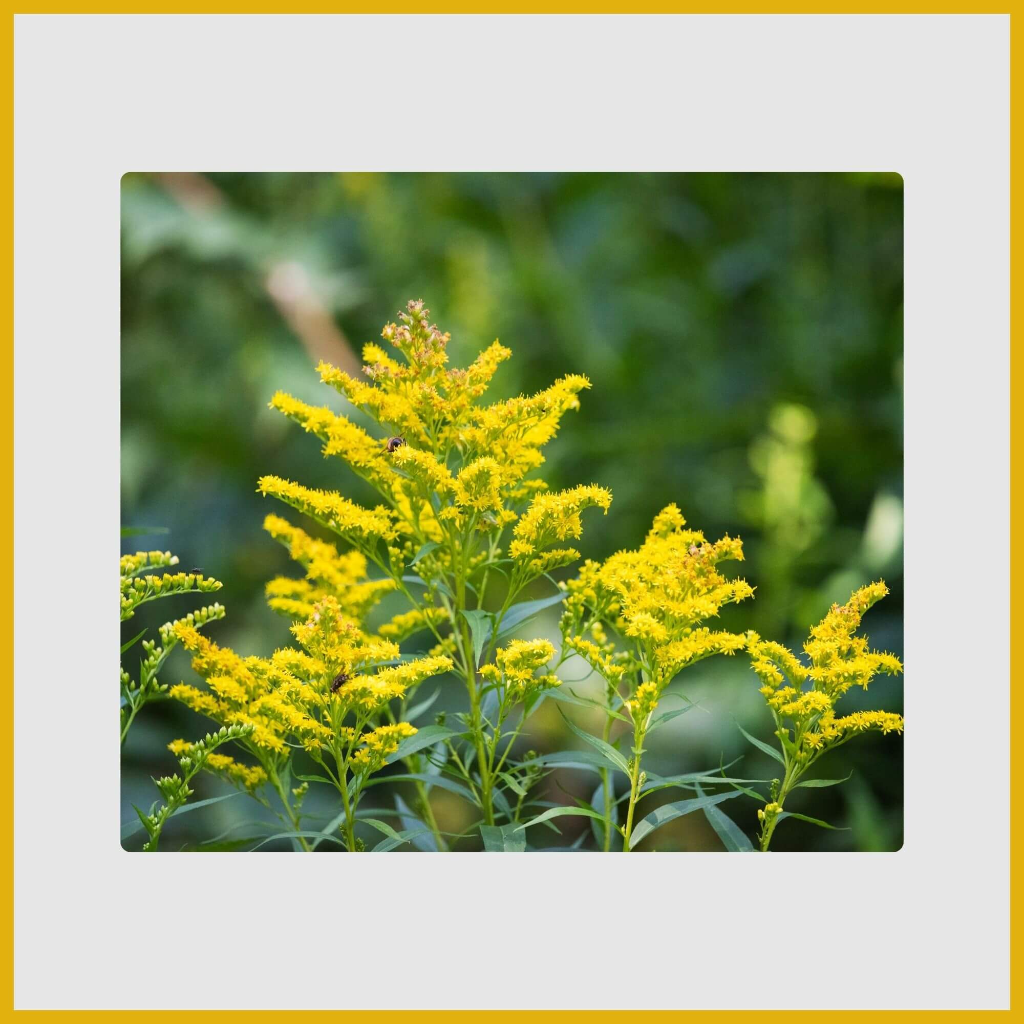 Tall, magnificent plume of tiny yellow Goldenrod flowers in late summer field
