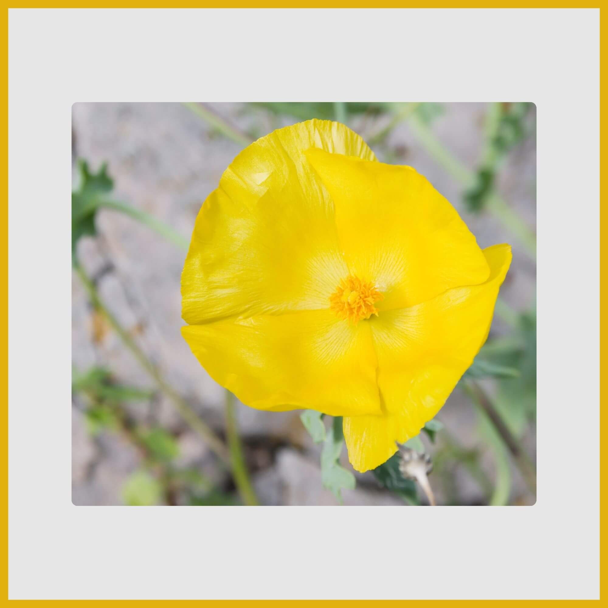 Silvery-leafed Yellow Horned Poppy with large, papery yellow flowers