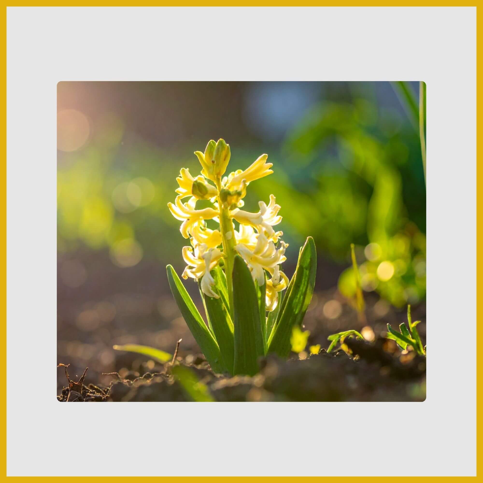 Dense spike of fragrant, star-shaped yellow Hyacinth spring flowers