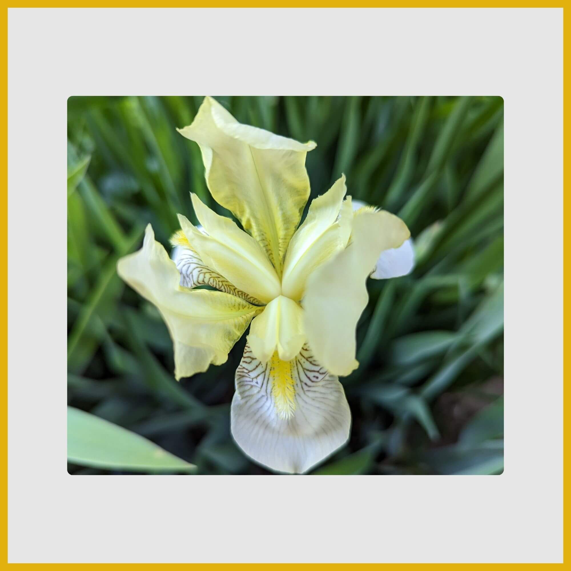 Yellow Flag Iris (Iris pseudacorus) with classic yellow flowers growing by a moist bank