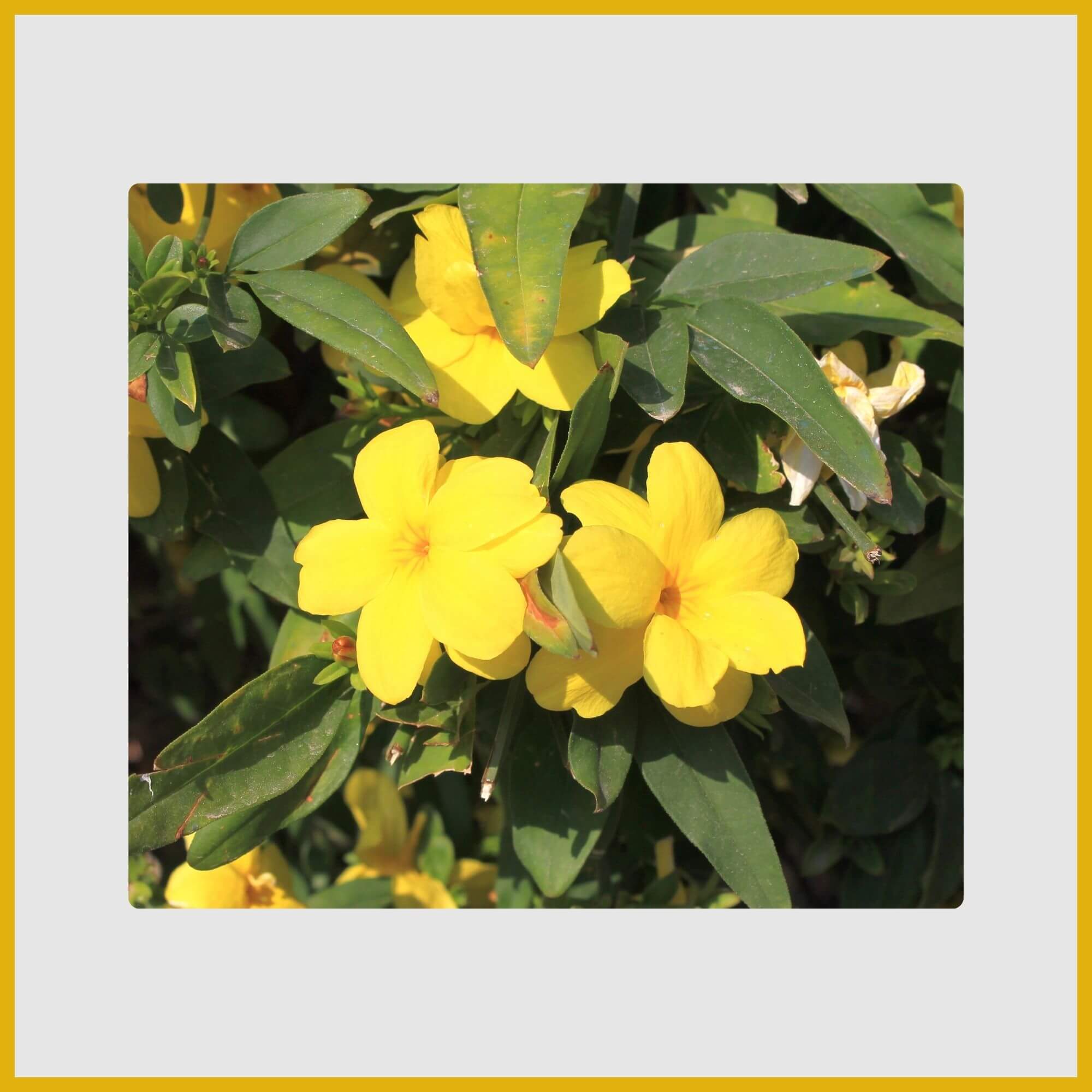 Vigorous Carolina Jessamine vine with trumpet-shaped yellow flowers