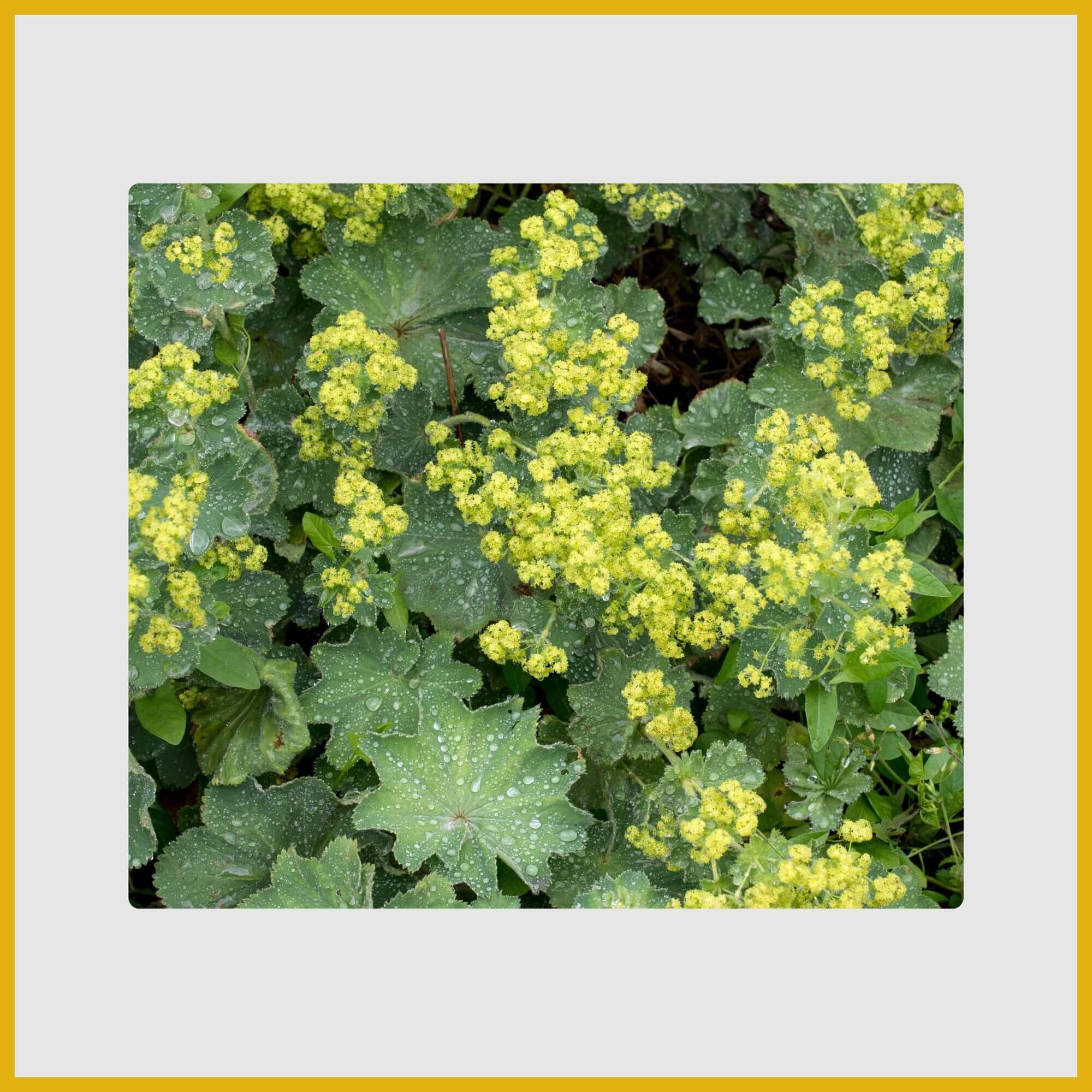 Chartreuse-yellow flower sprays of Lady's Mantle with velvety, dewdropped leaves