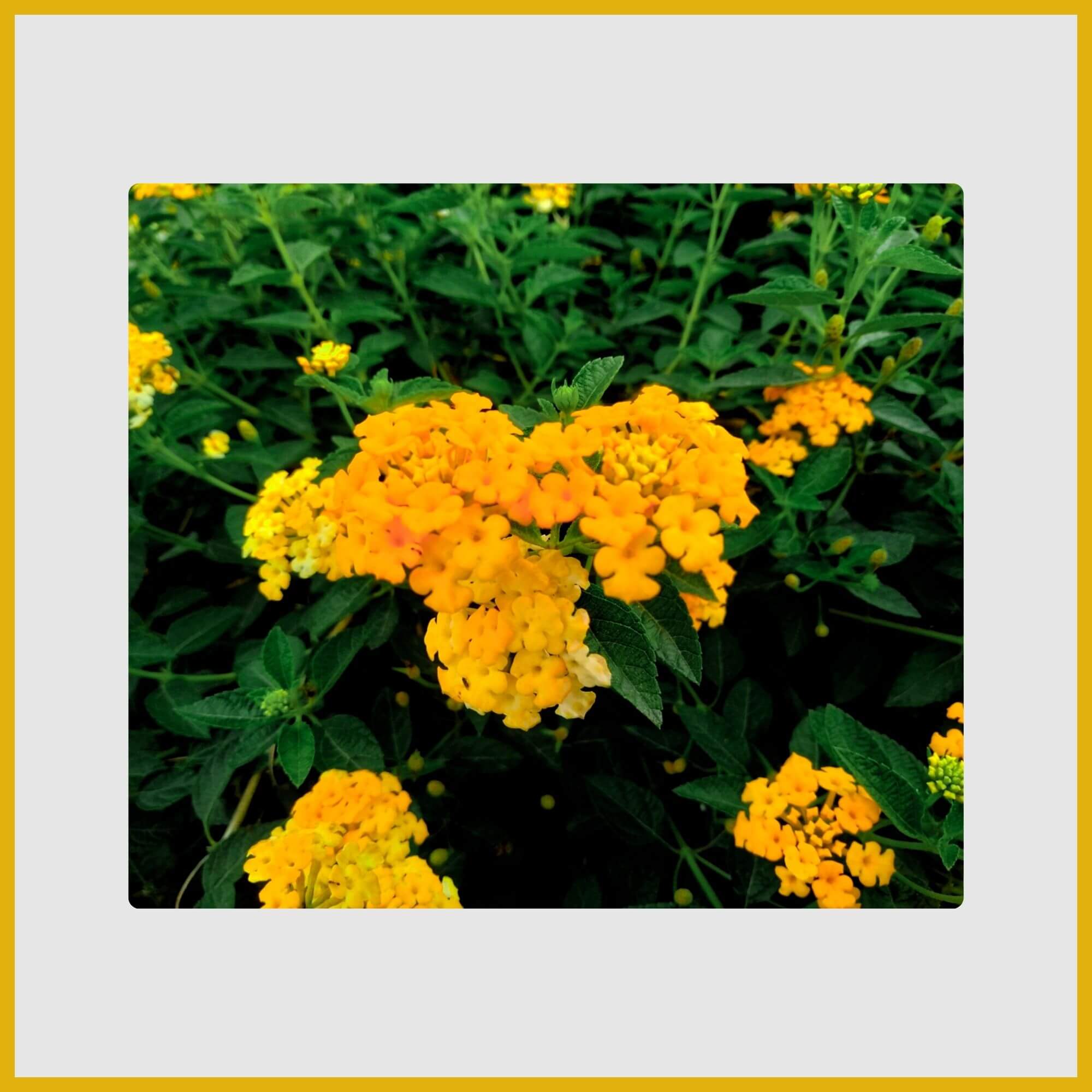 A continuous blooming cluster of small yellow and orange Lantana flowers