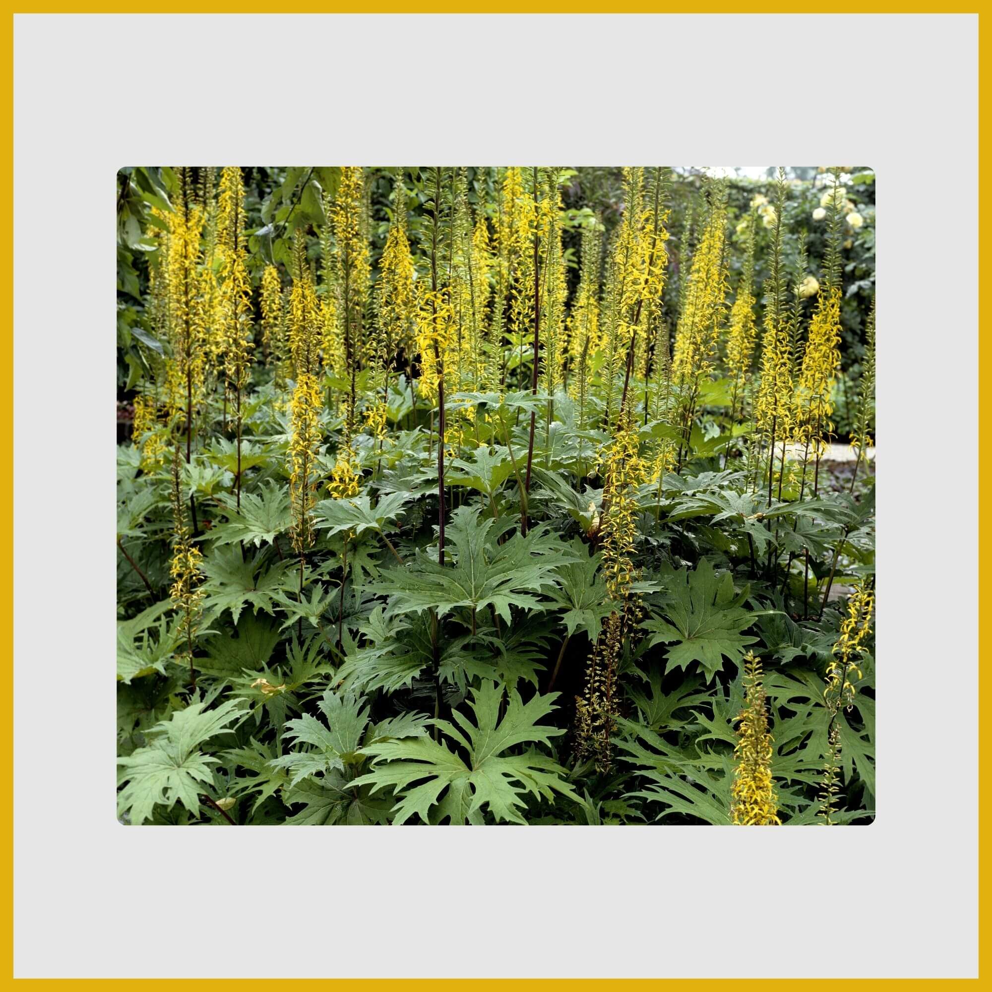 Large-leafed Leopard Plant (Ligularia) with yellow daisy-like flowers in the shade