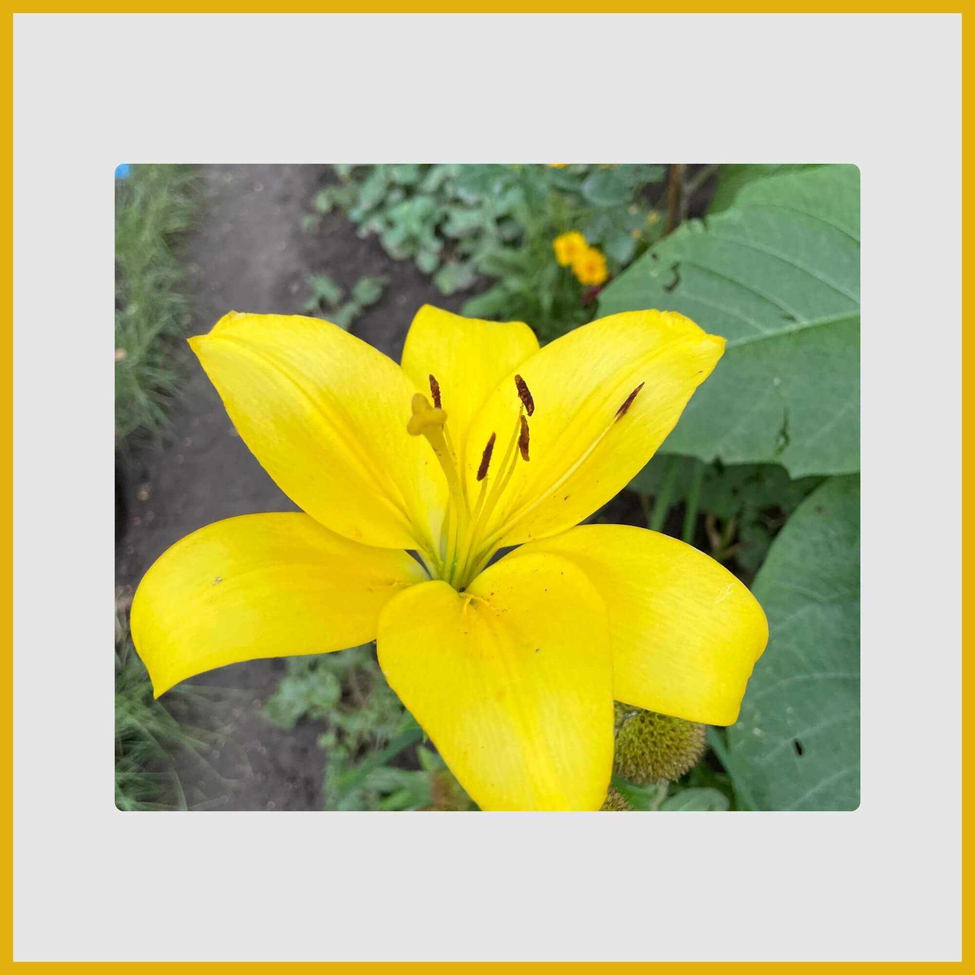 Dramatic, trumpet-shaped yellow lily (Lilium) bloom in a summer garden