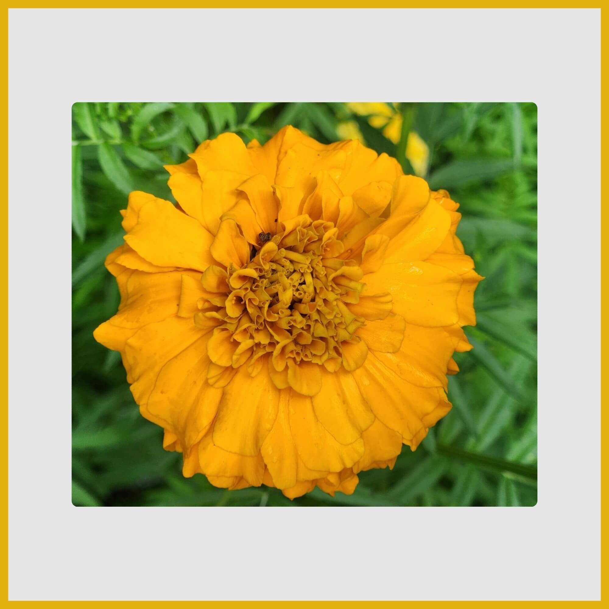 Close-up of a bright orange and yellow ruffled marigold blossom
