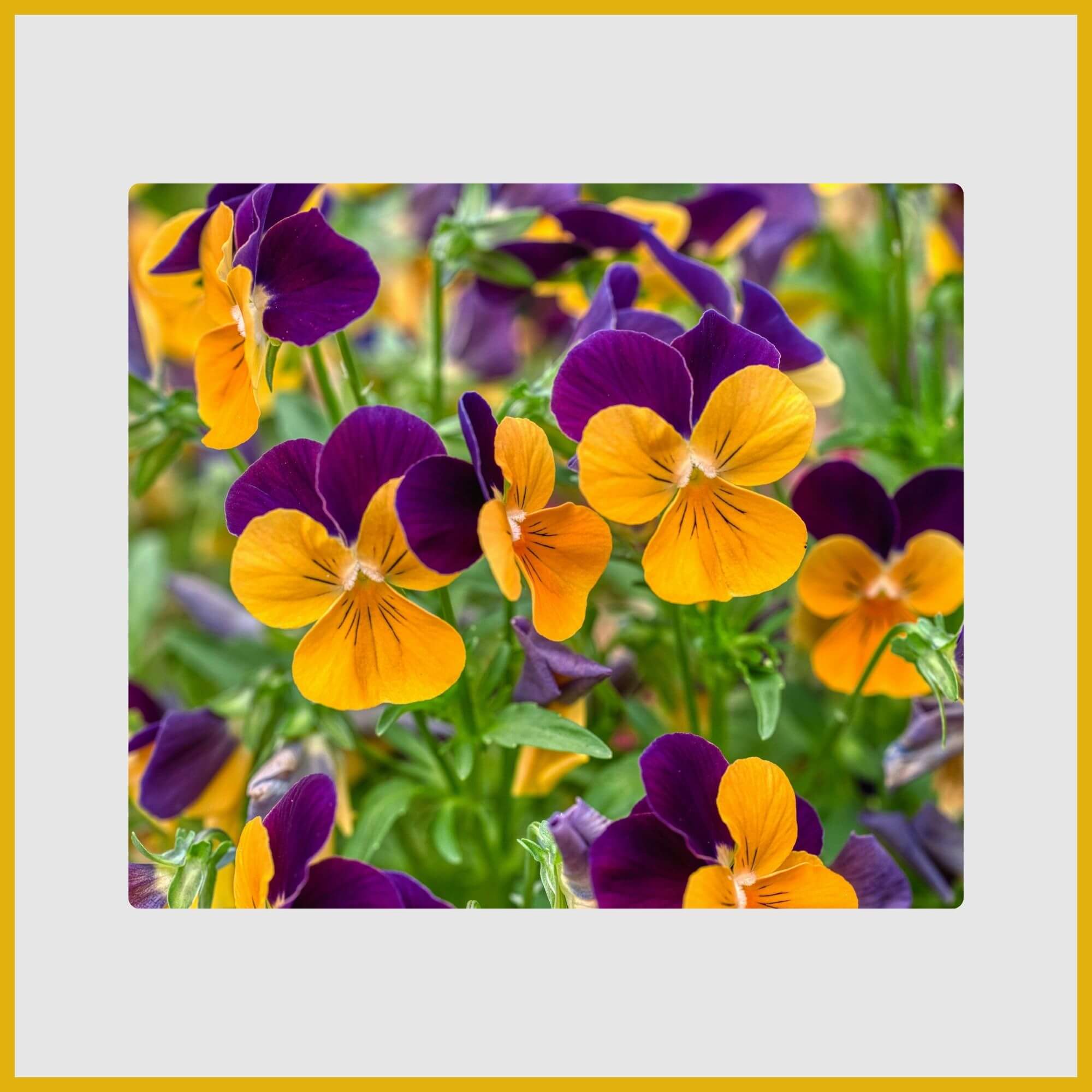 Charming yellow and dark purple "faced" pansy flowers, often used in cool weather borders
