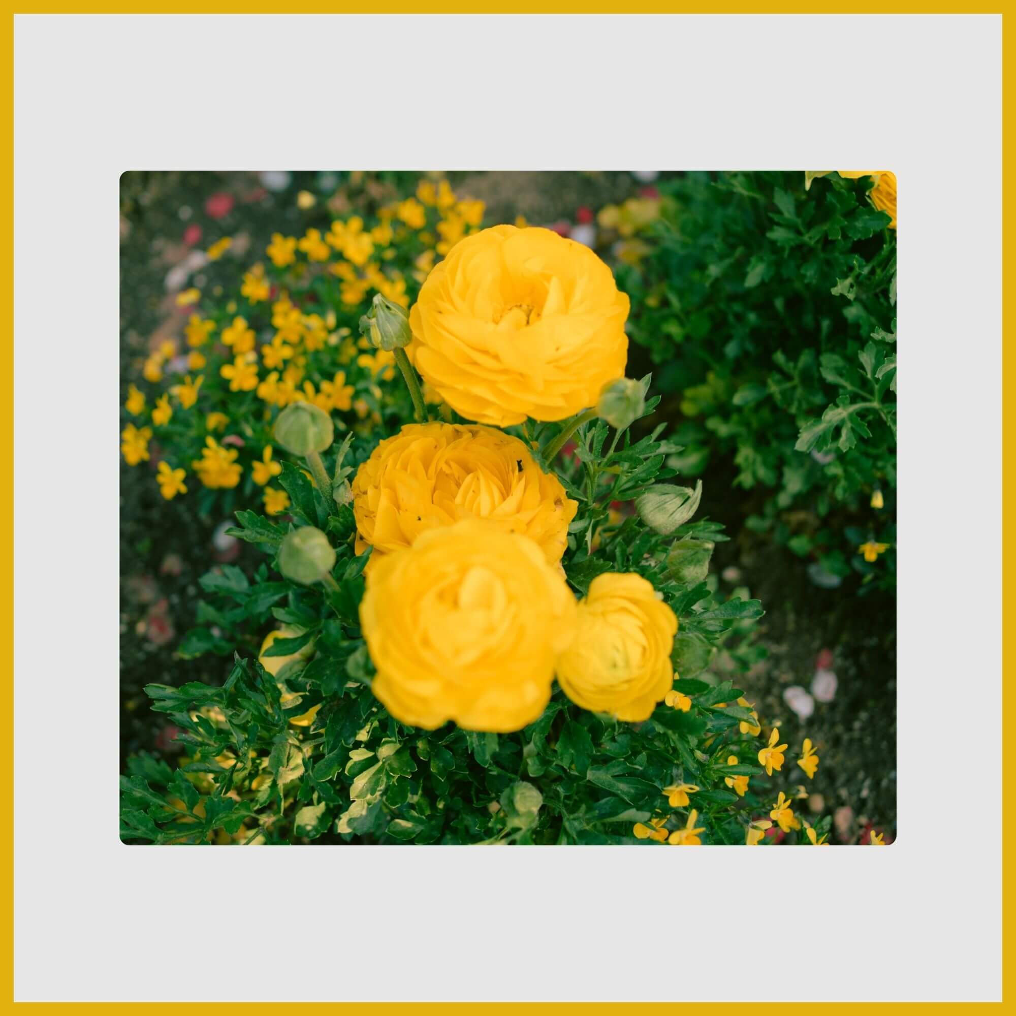 Tightly packed, papery petals of a yellow Ranunculus flower