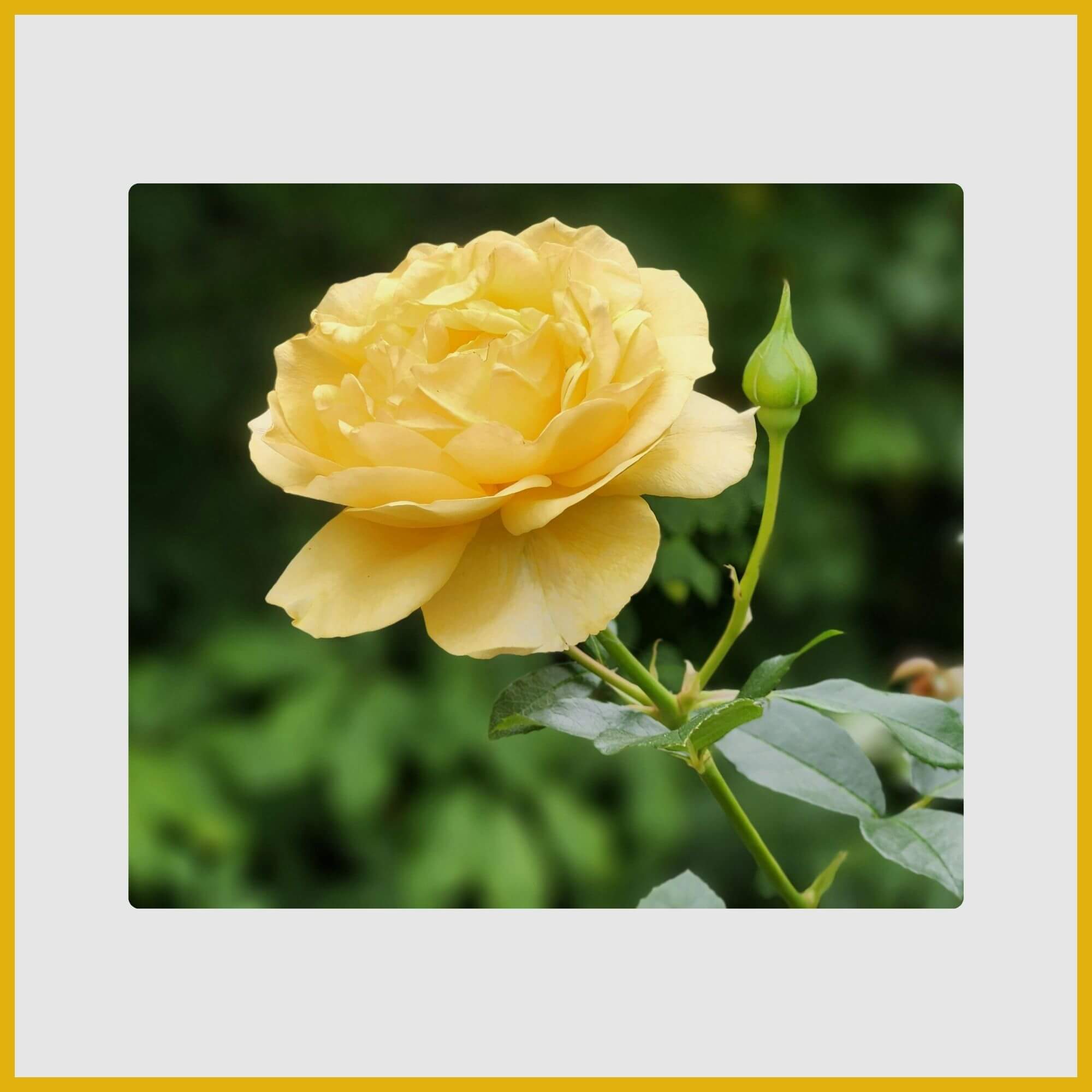 A vibrant, light yellow rose bloom with delicate petals and green leaves