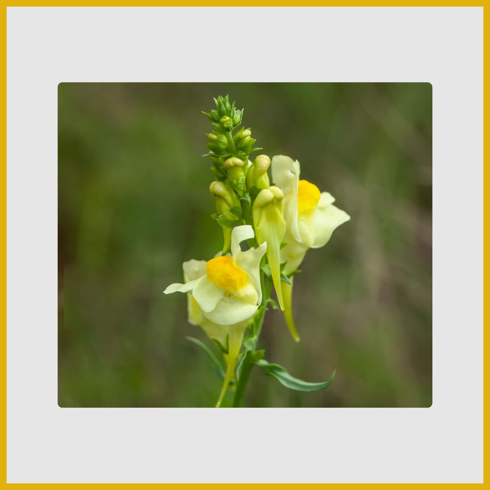 Vertical spikes of tubular yellow Snapdragon flowers