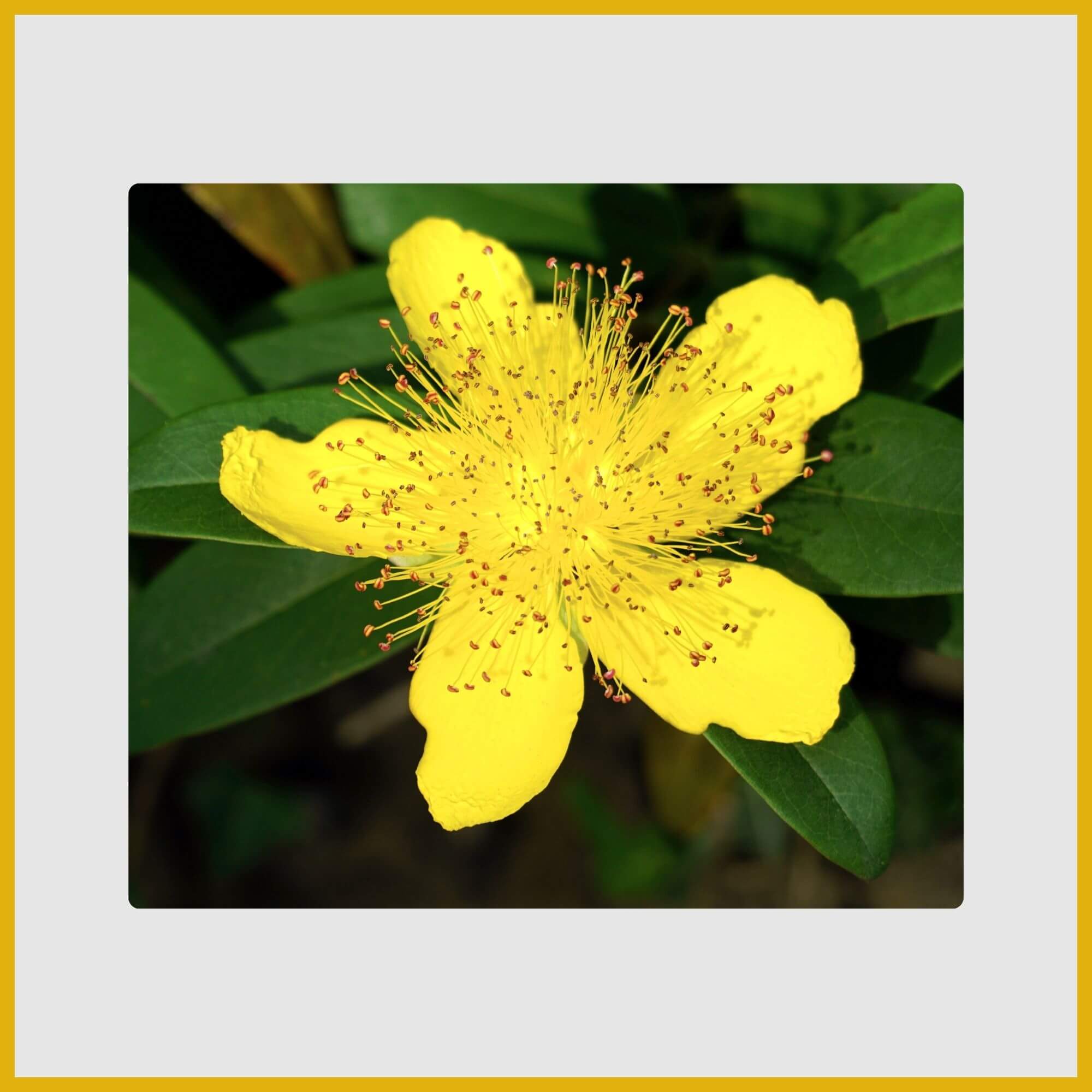 Distinctive yellow St. John's Wort flower with abundant, fluffy stamens