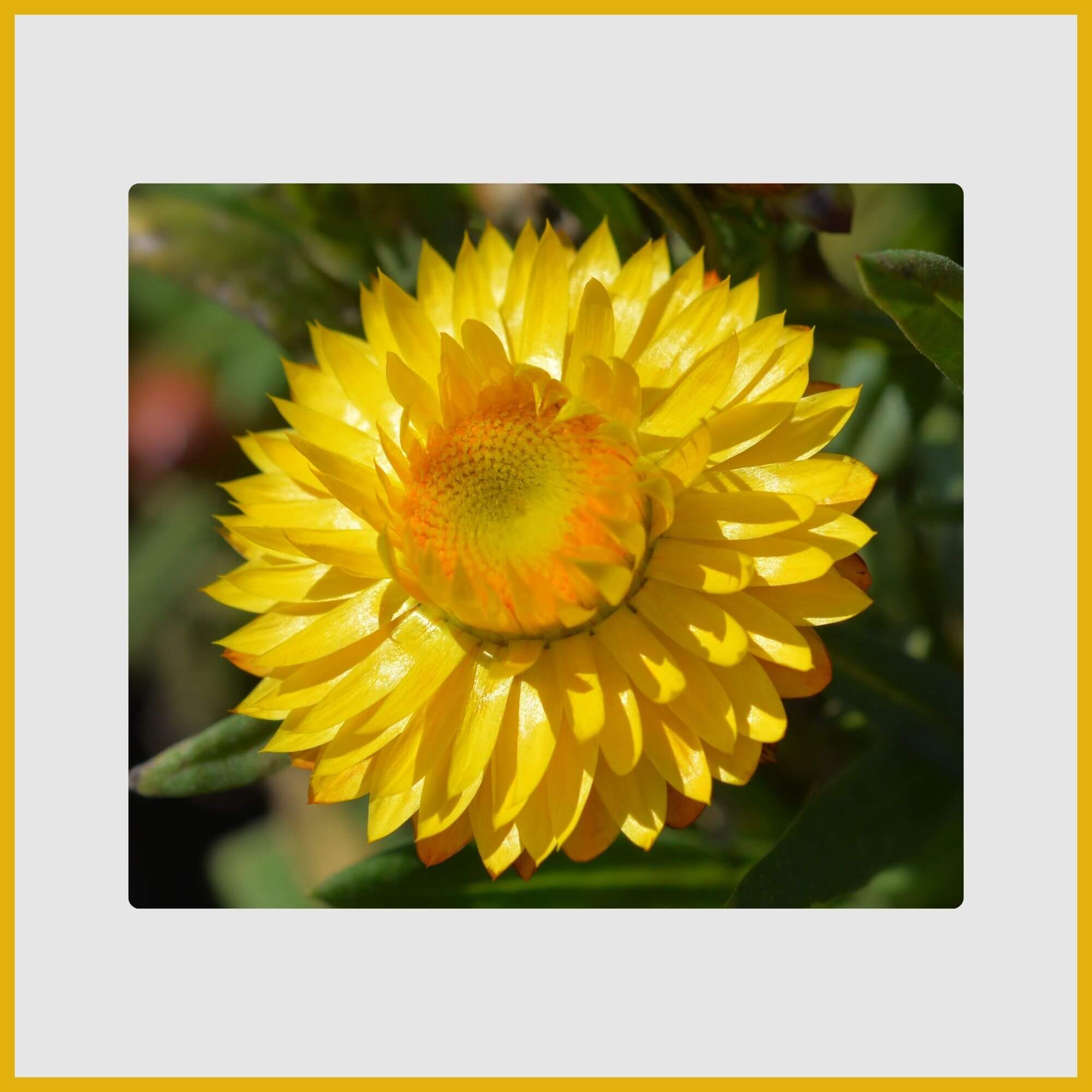 Papery, everlasting yellow Strawflower bloom, ideal for dried arrangements