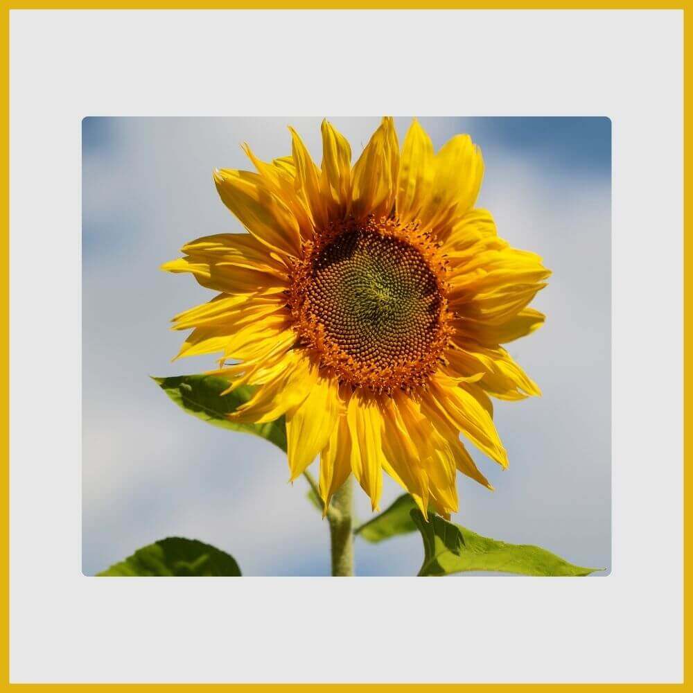 A massive yellow sunflower head with dark center tracking the summer sun