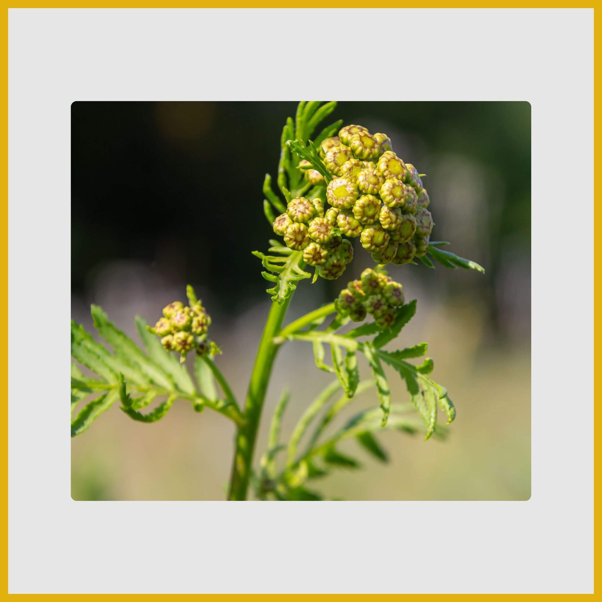 Button-like, bright yellow flower of aromatic Tansy
