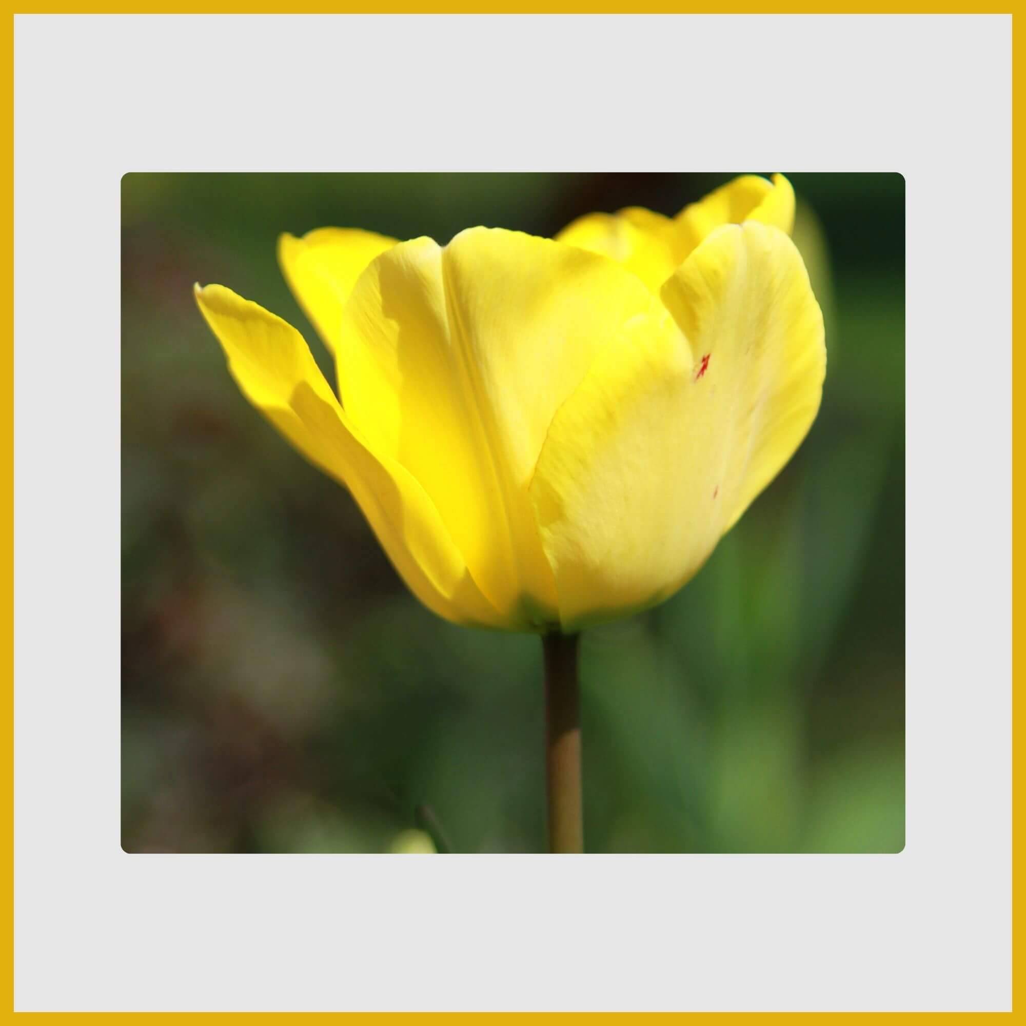 Elegant, cup-shaped yellow tulip bloom with green foliage in a spring garden