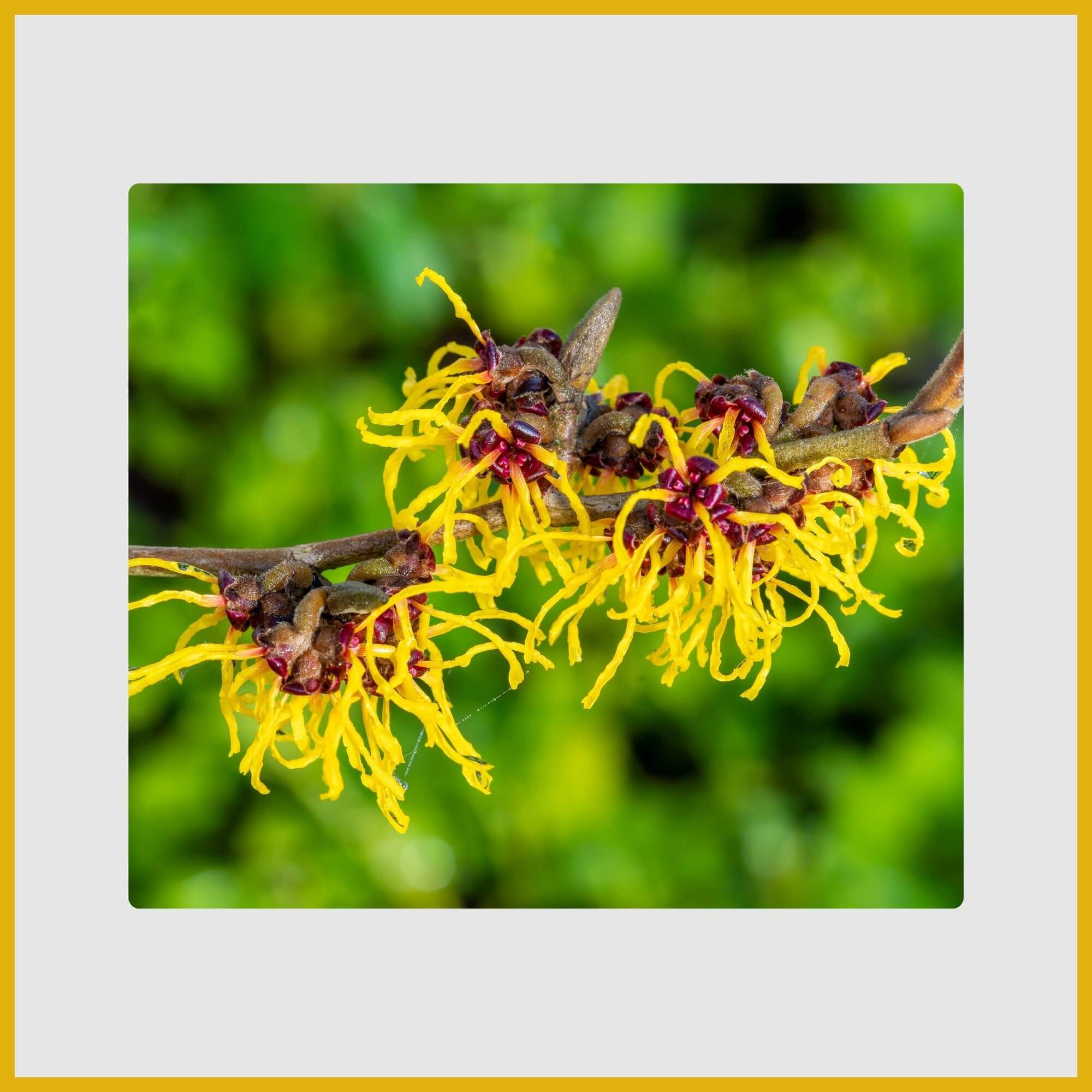 Unique, spidery yellow Witch Hazel flowers blooming on bare branches in winter