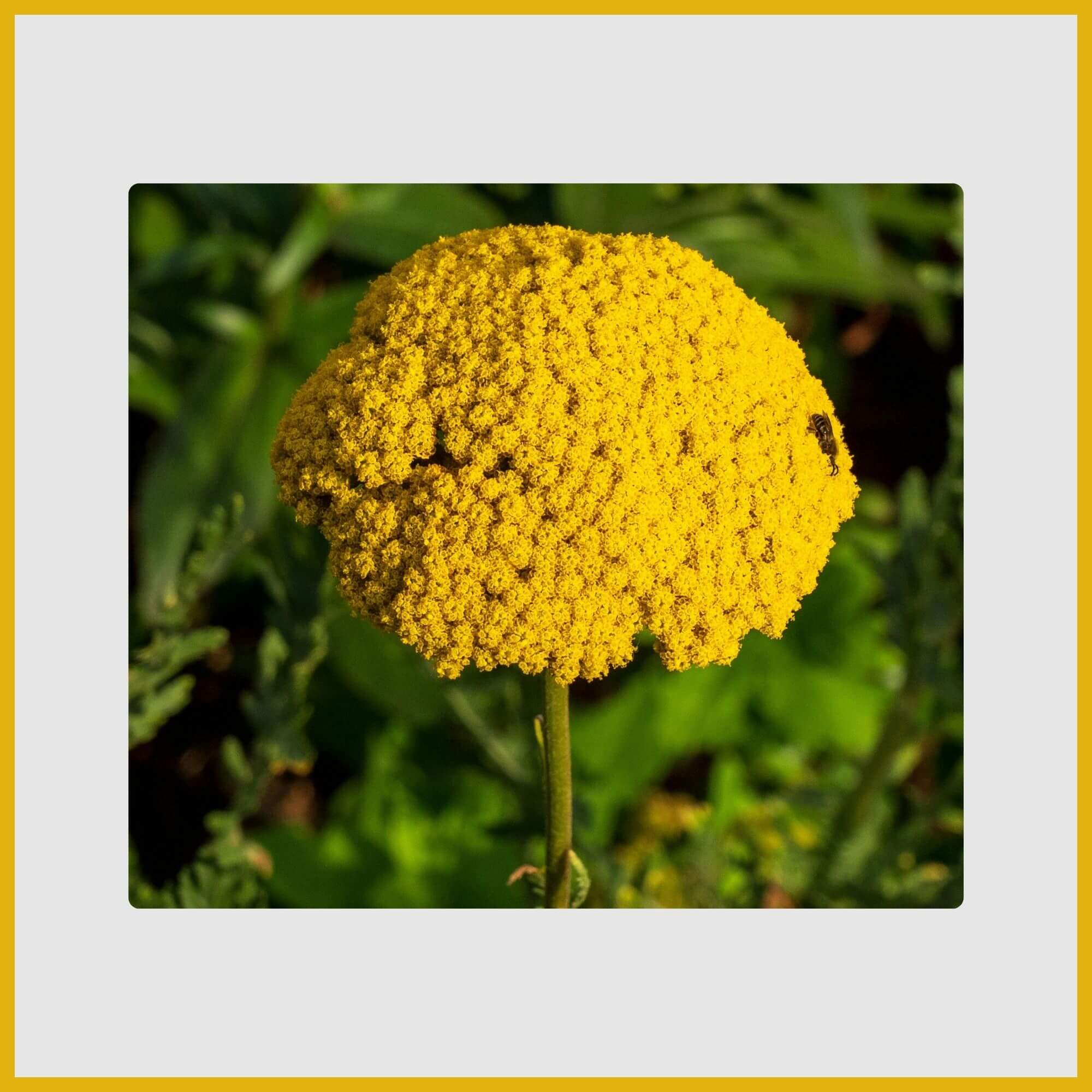 Drought-resistant Yarrow perennial with a flat-topped of tiny yellow yarrow flower