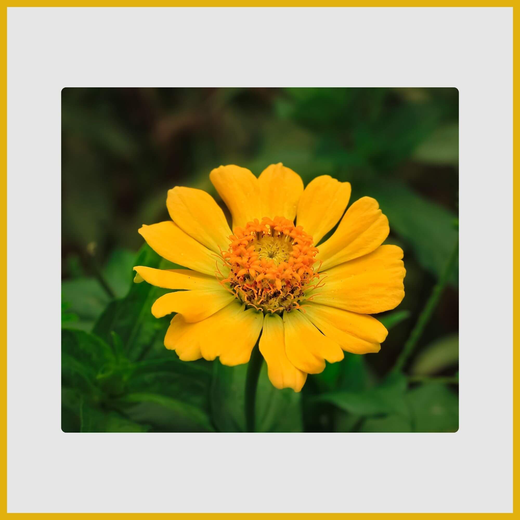 A long-stemmed, vibrant yellow Zinnia flower