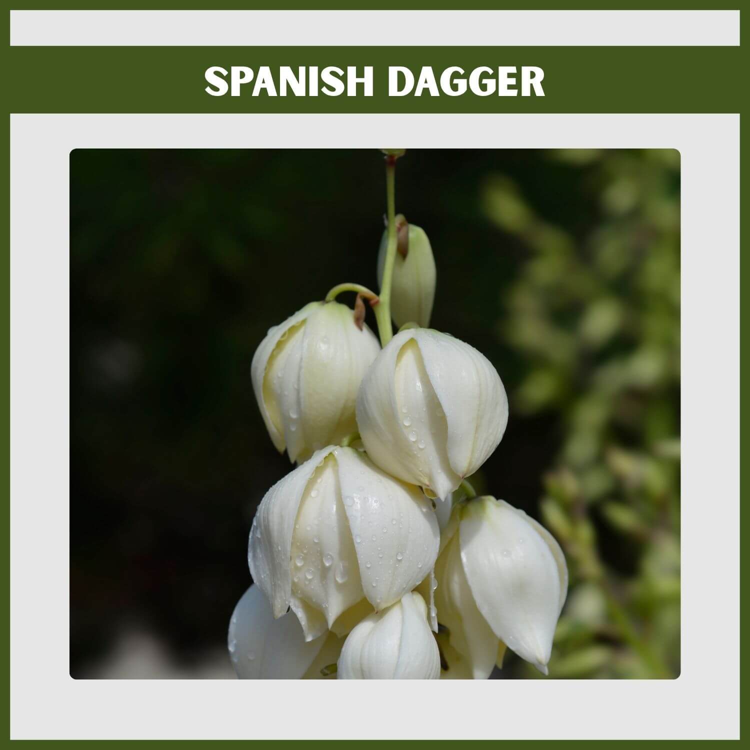 A tall spike of white bell-shaped flowers on an architectural Yucca gloriosa
