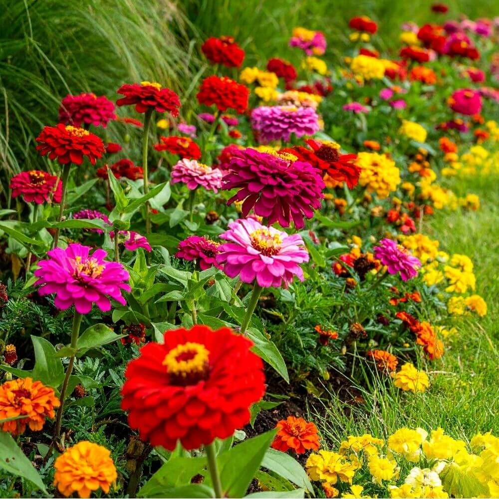 Colorful zinnia flowers in summer