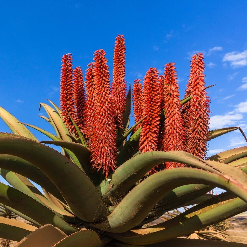 orange African aloe flowers