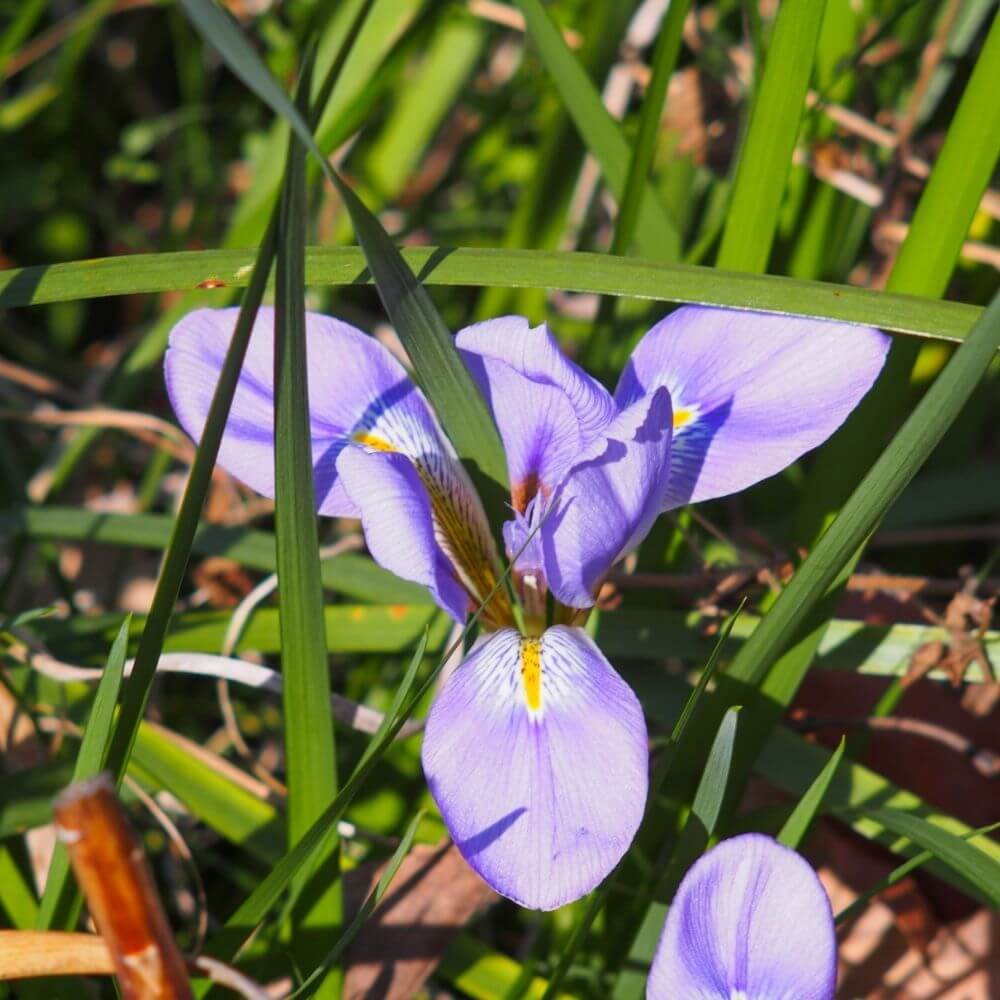 Pale blue Algerian iris flowers blooming in winter