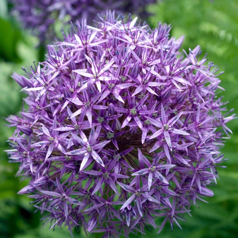 Spikes of Allium Flower