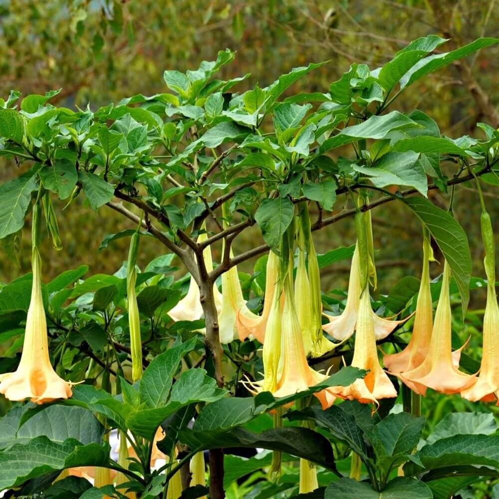 Toxic Angel’s Trumpet flowers cluster