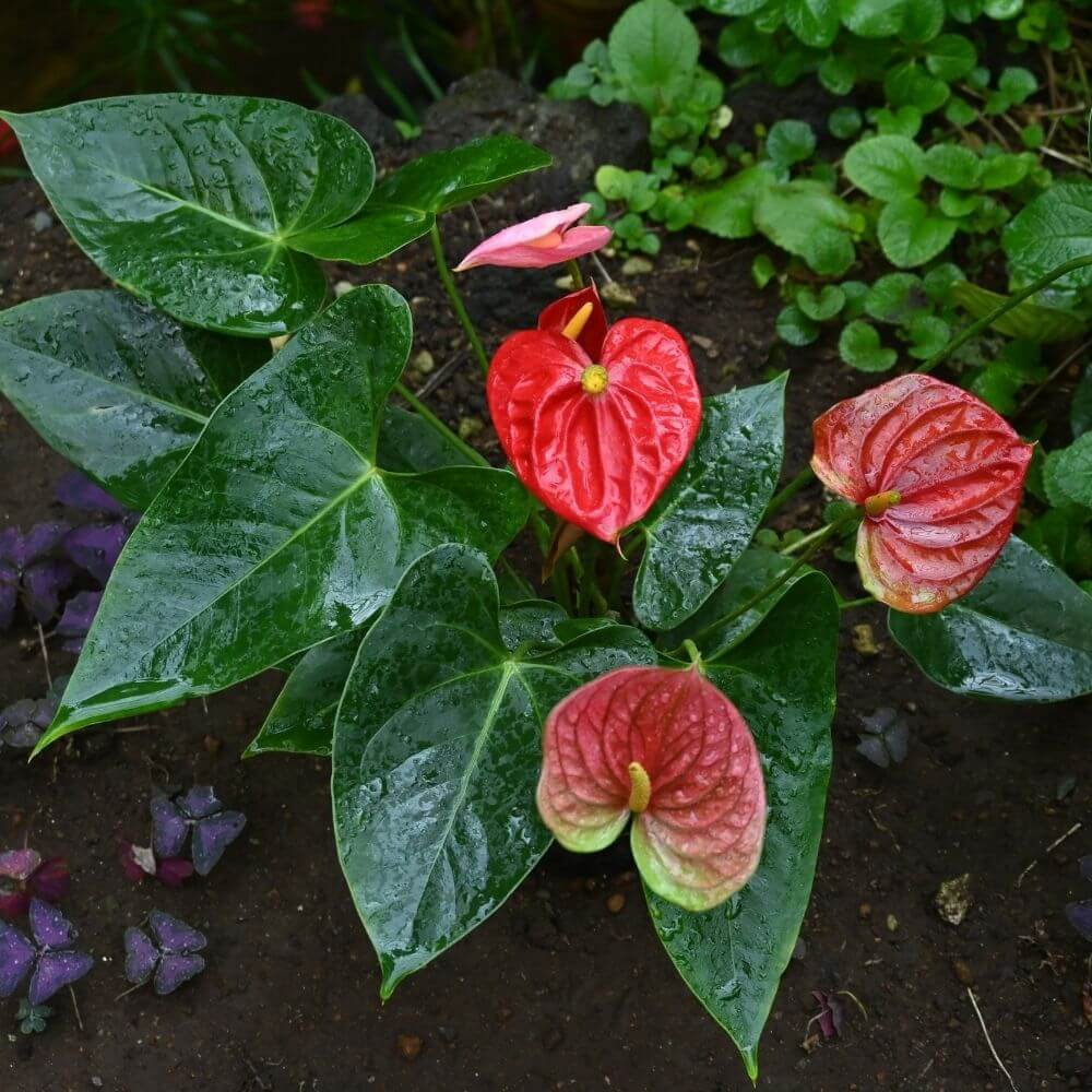 Tropical Anthurium Flowers