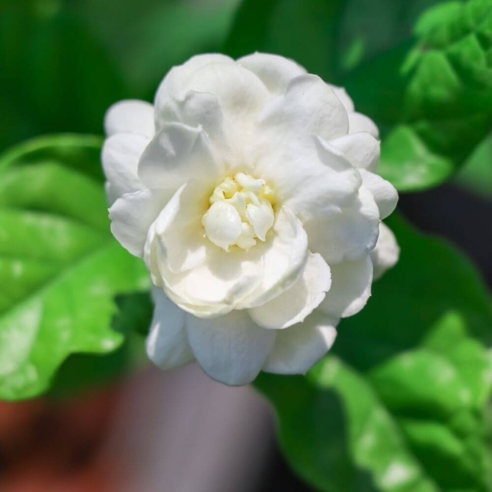 Tropical Arabian Jasmine