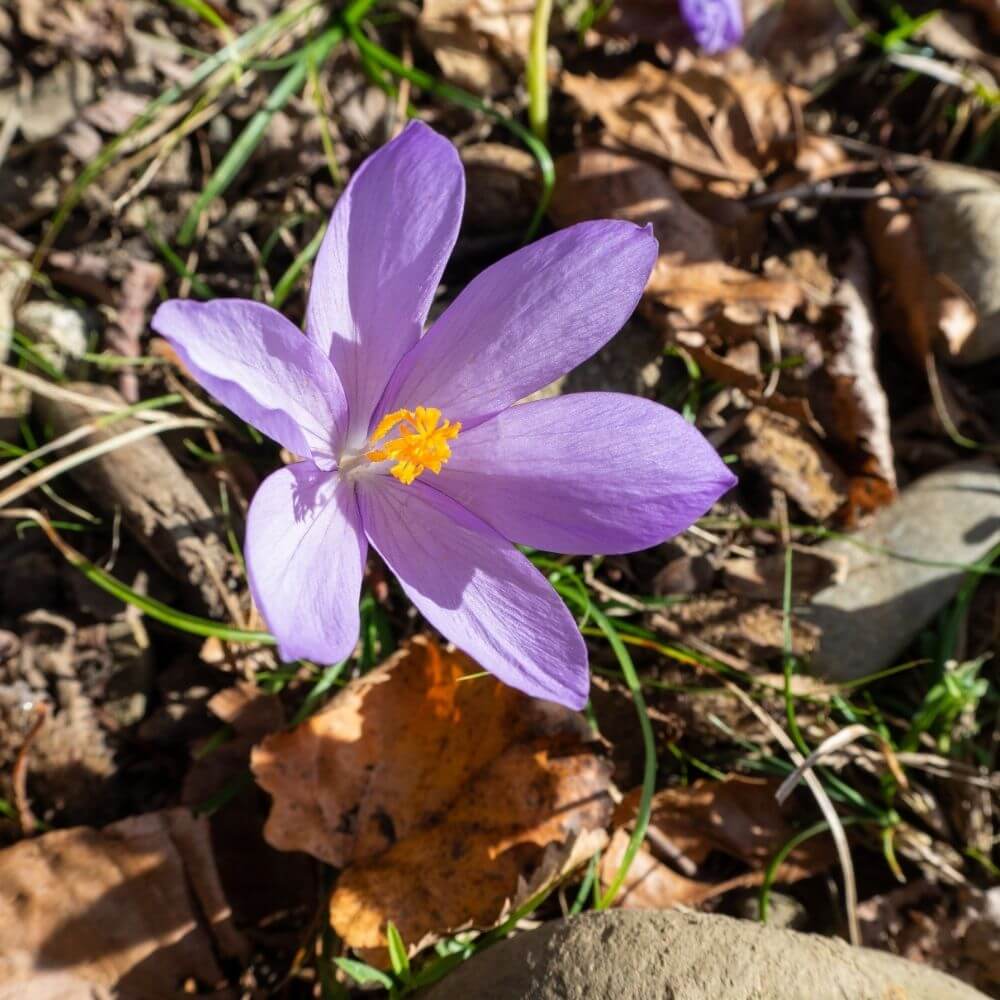 Autumn Crocus purple flower in fall