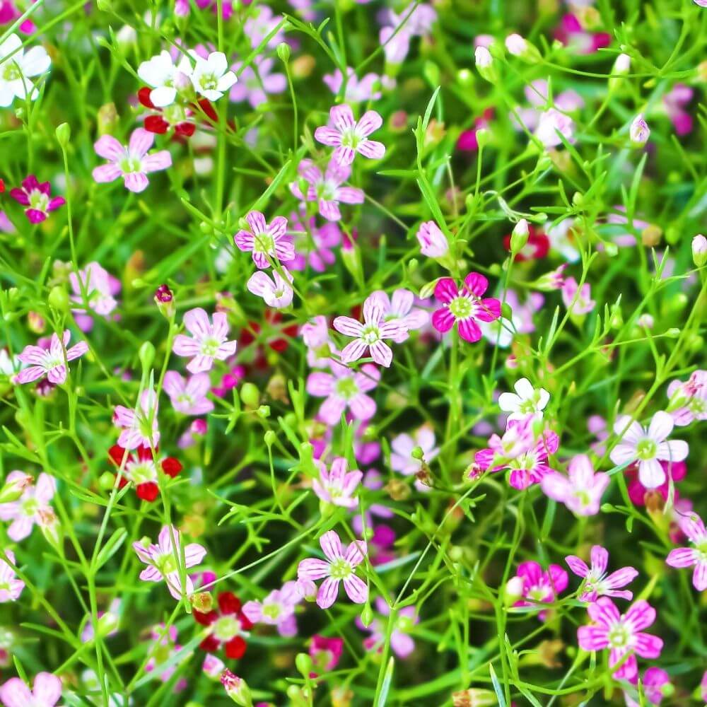 Cluster of small babybreath flowers