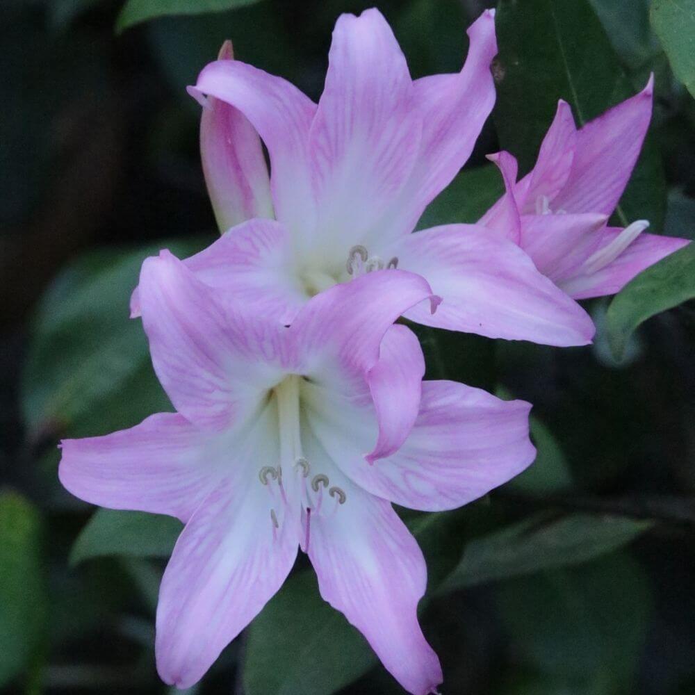Pink and white Belladonna Lily flowers